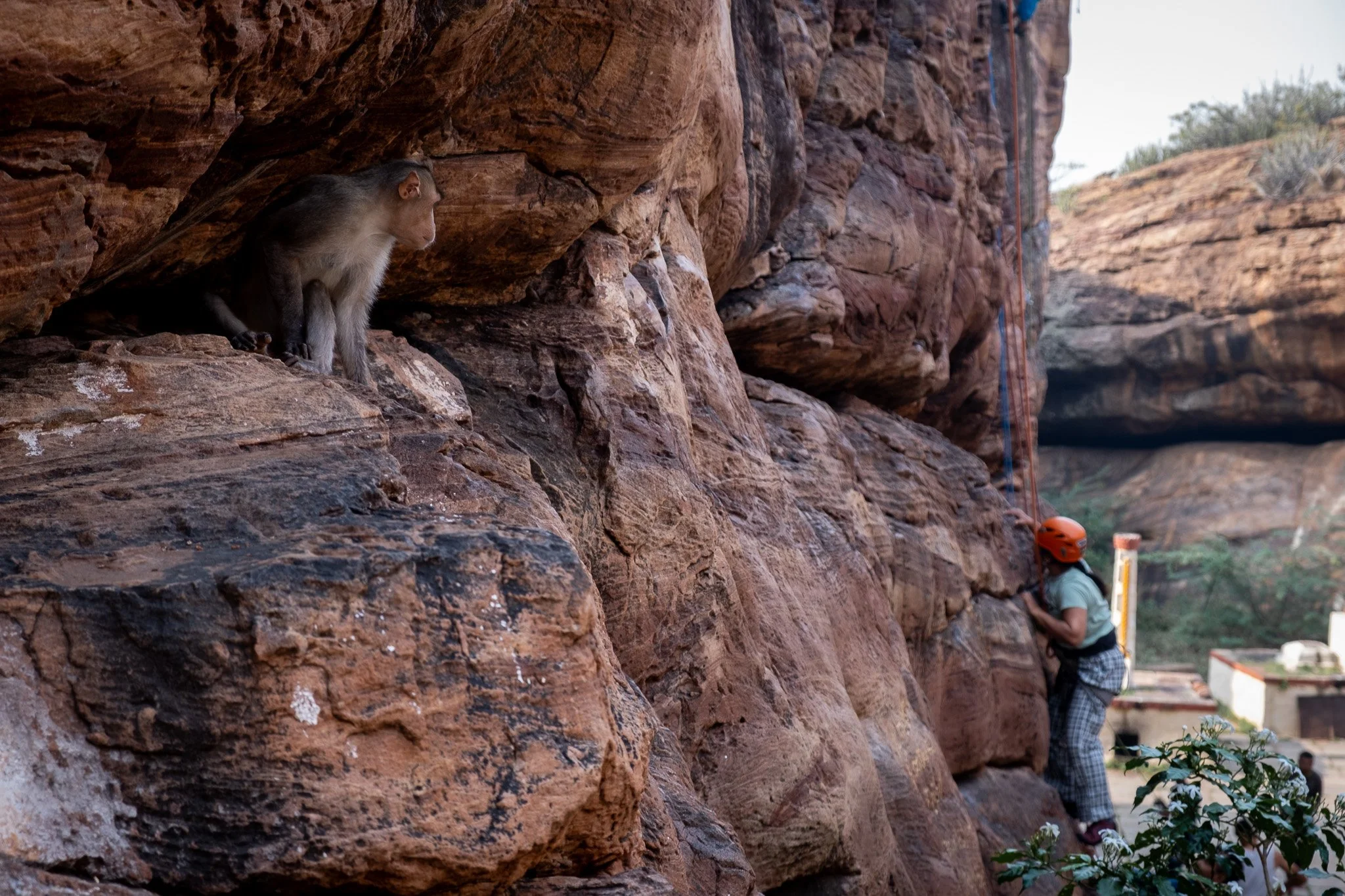 In Badami, there are three types of primate who climb the sandstone rocks: sport climbers, religious devotees, and monkeys. Each primate climbs for a different purpose, but they all center their life within the sandstone.  