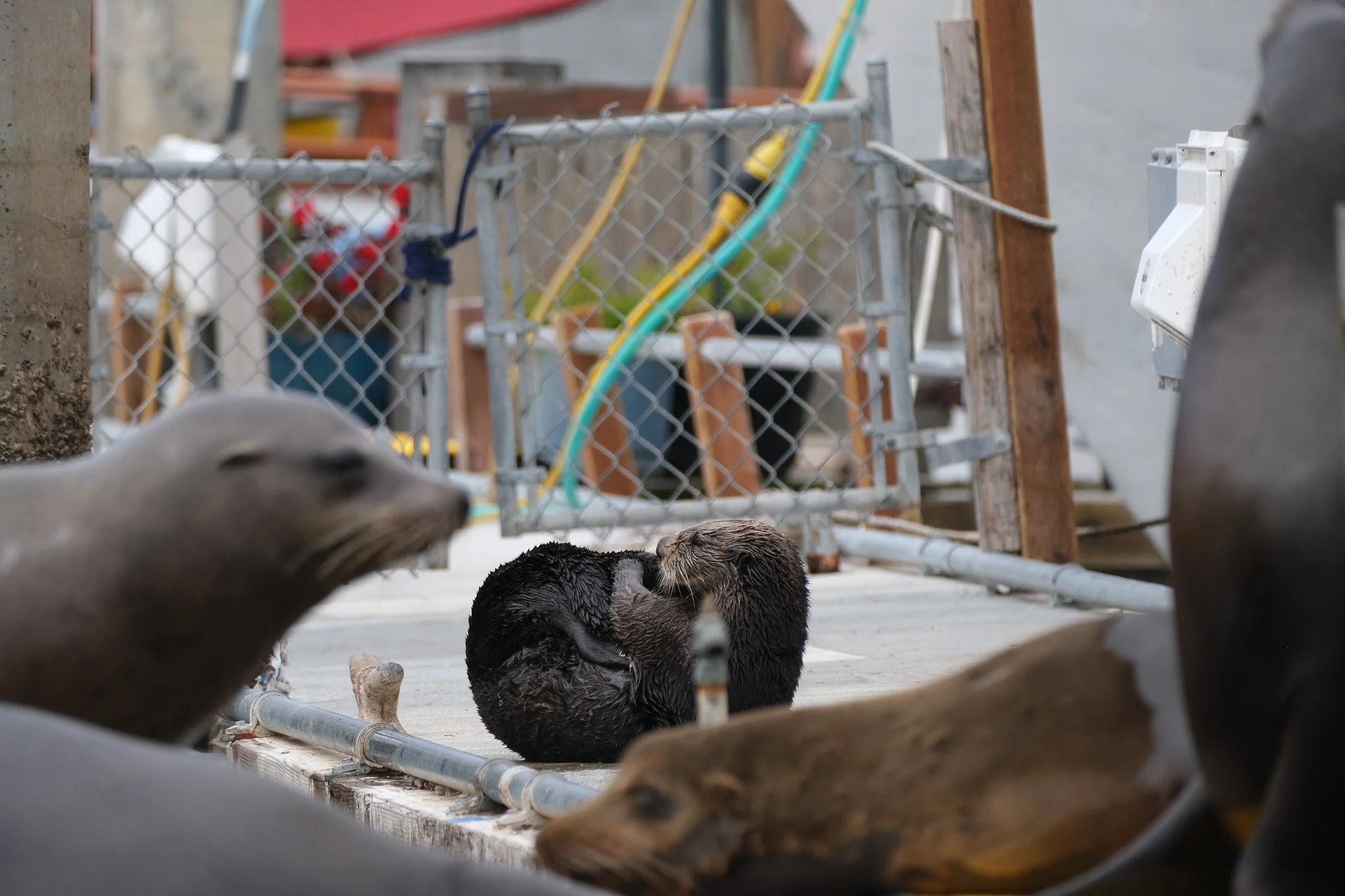While natural coastlines may be disappearing, marine mammals have made docks their new resting point. Along Monterey Bay, humans, sea otters, and sea lions share these private boating docks, proving that human-animal coexistence is possible. 