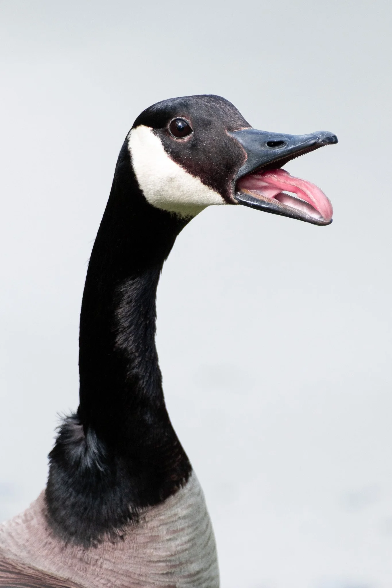 Buffalo, NY, USA (2025)