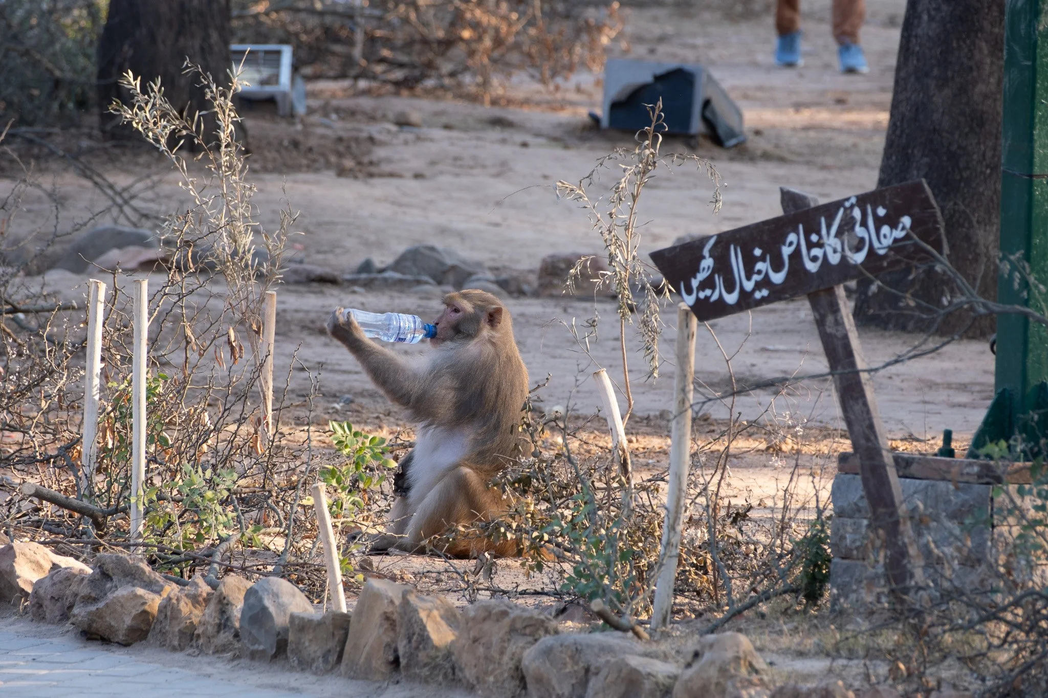 Protections may extend to the land of the Margala Hills, but they do not reach the wildlife. Direct feeding and pollution leaves these monkeys obese and foraging amongst trash.  [Sign in Image: "Keep the Parks Clean"]