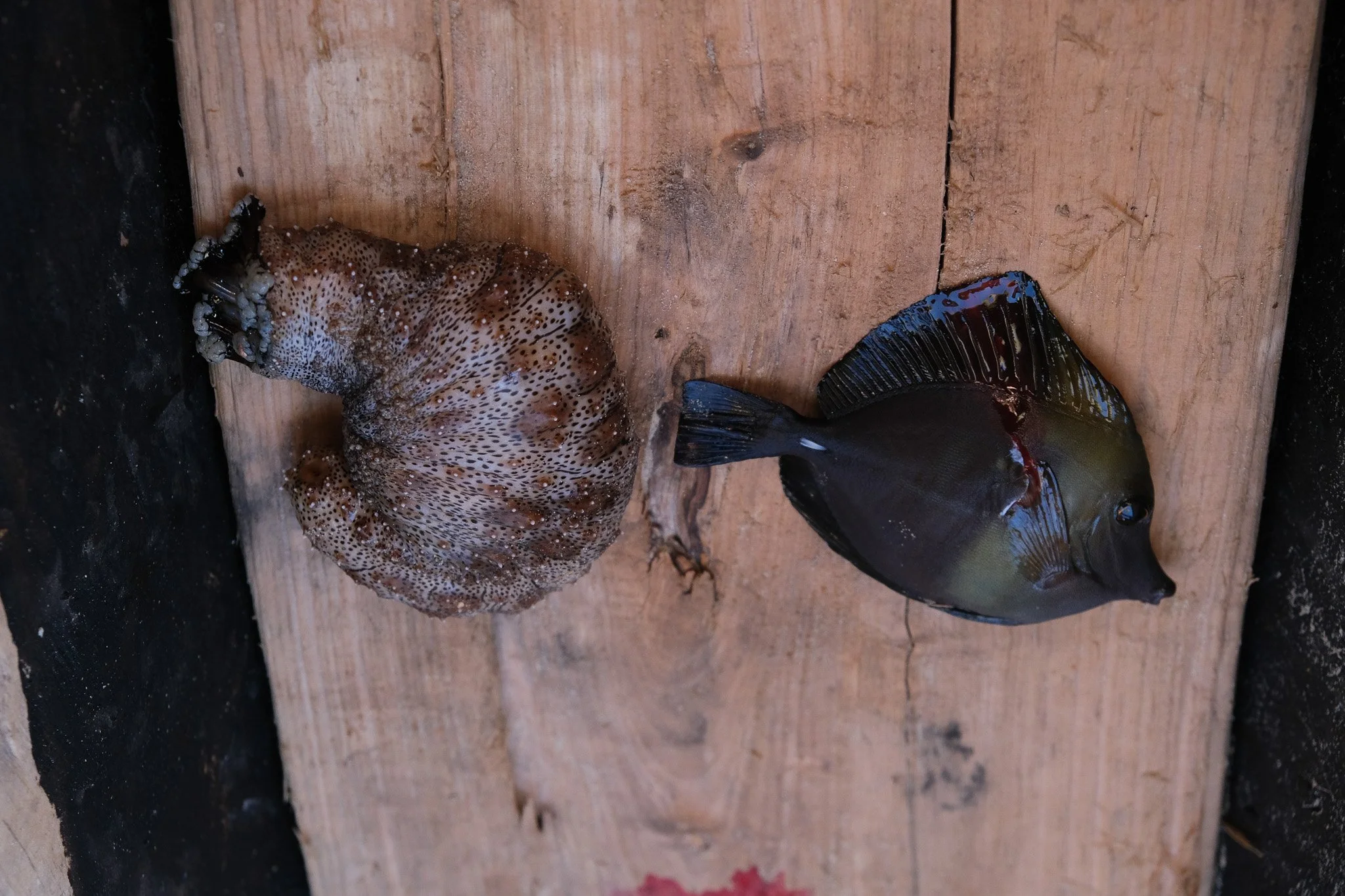 The sea cucumber (left) will be sold to international markets with most profits being left to middlemen, while the fish (right) will be consumed locally due to limited food.