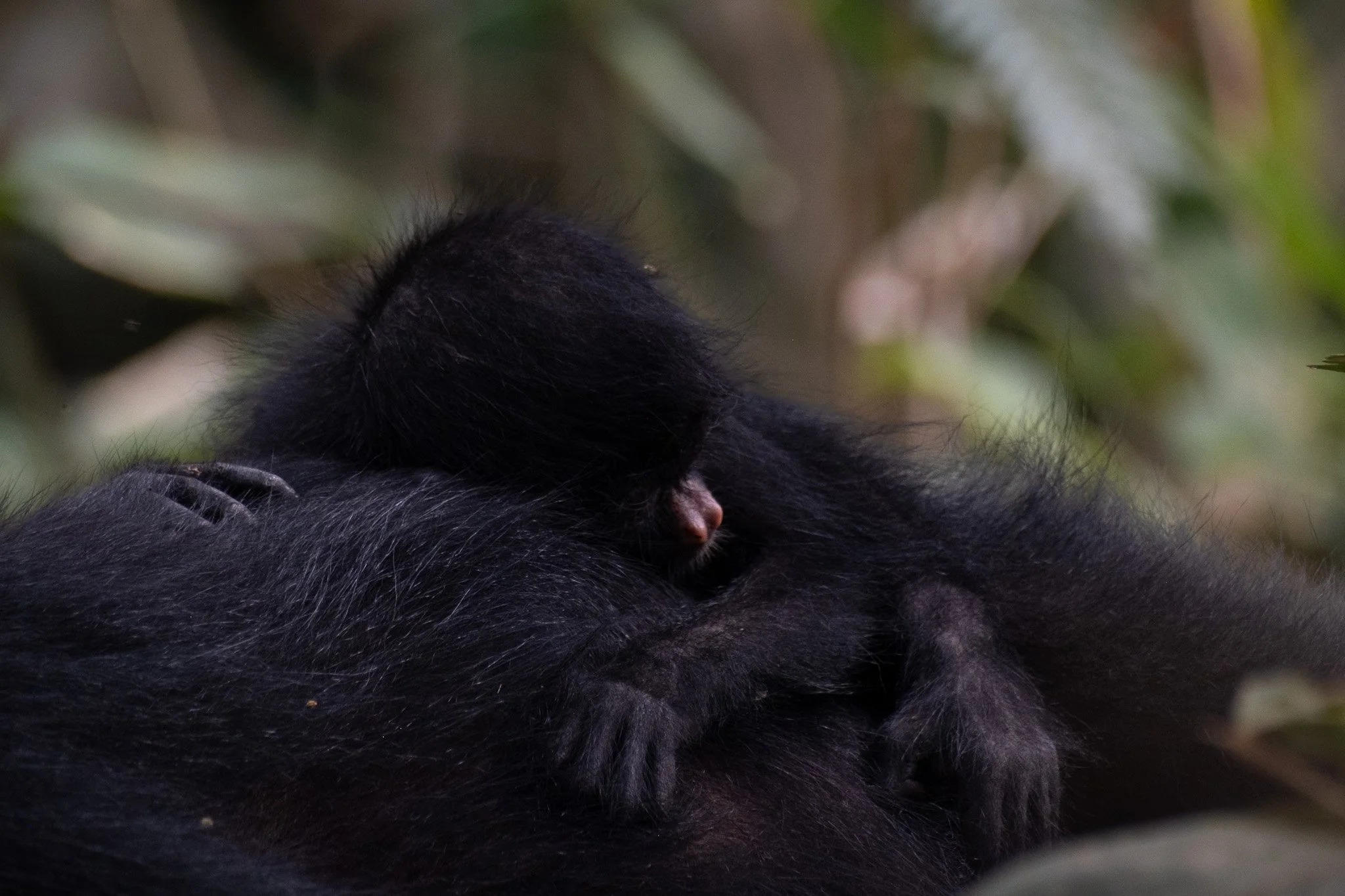 Taïmu is one of the few baby monkeys at the center who will live out his life from birth to adulthood free in the wild. His mother, Mika, was rescued and released by ONCA rescue center.