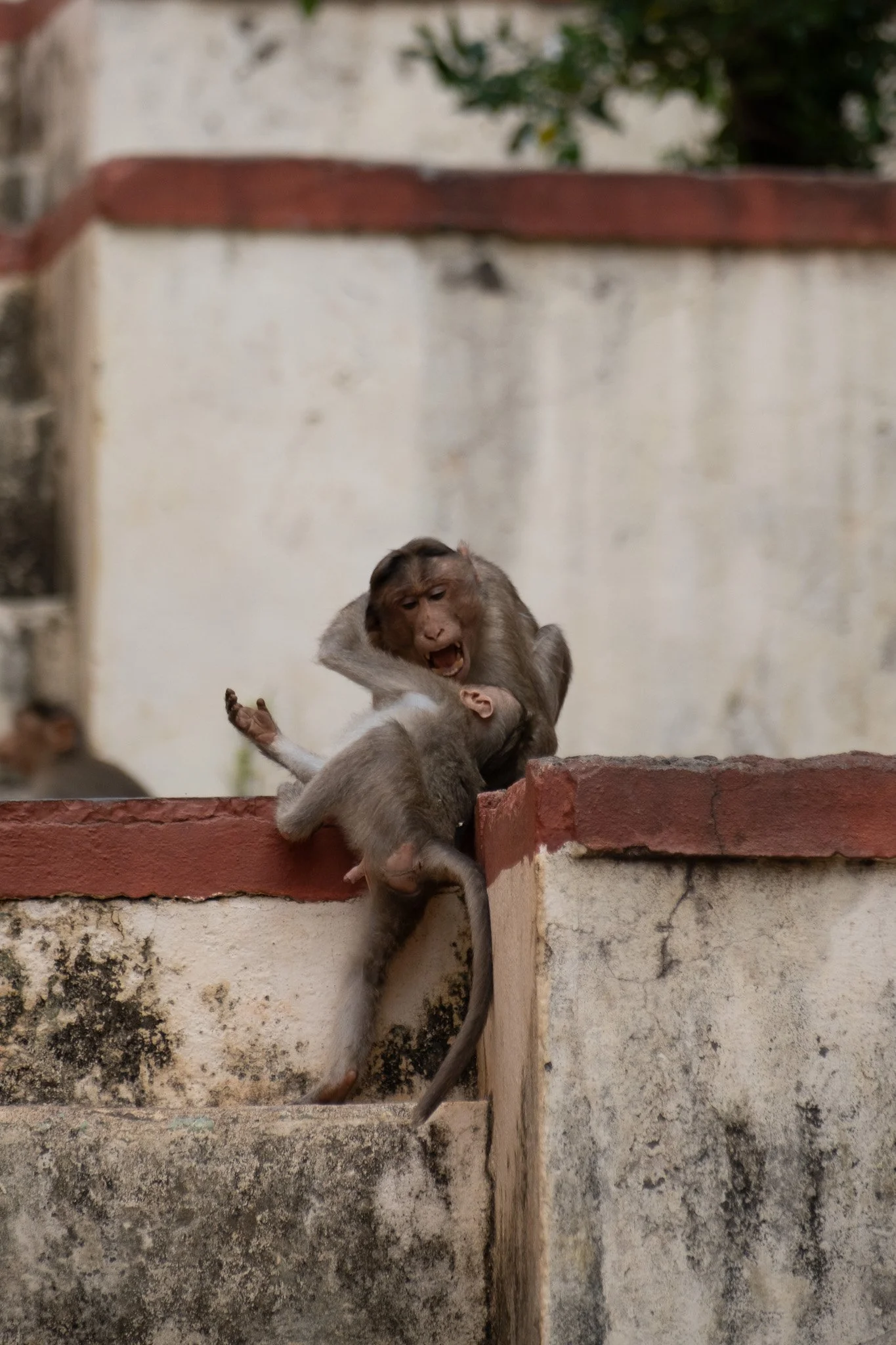 When the sun begins to set, monkeys repopulate the climbing area, playing and climbing the rocks themselves. 
