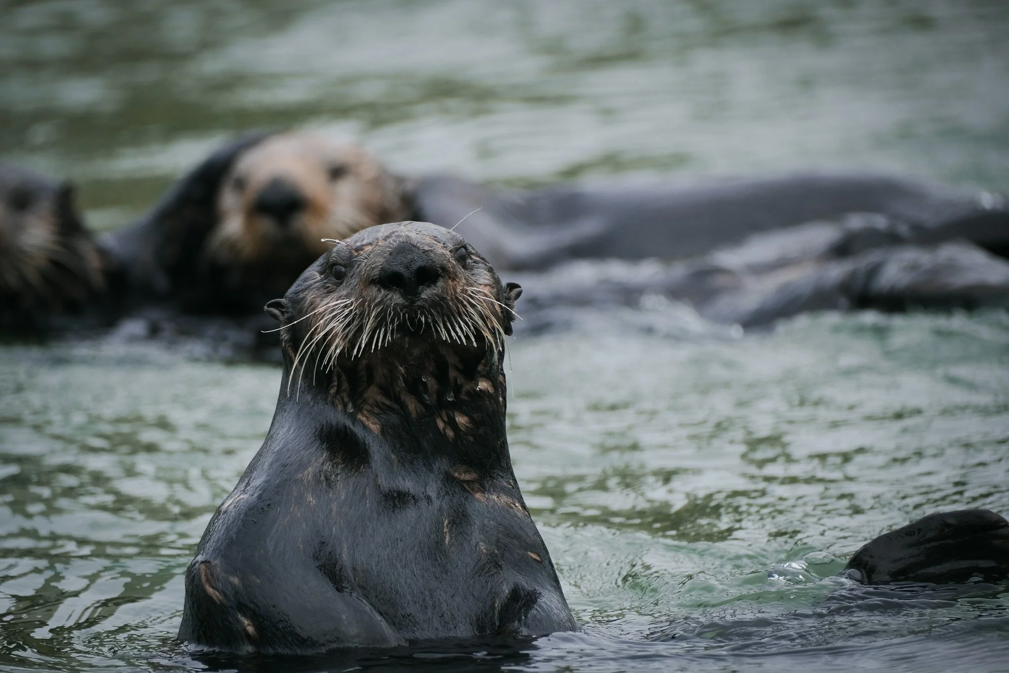 Southern sea otters were nearly hunted to extinction in the 18th-19th century. With conservation efforts, they remain endangered but their population is slowly growing back. 