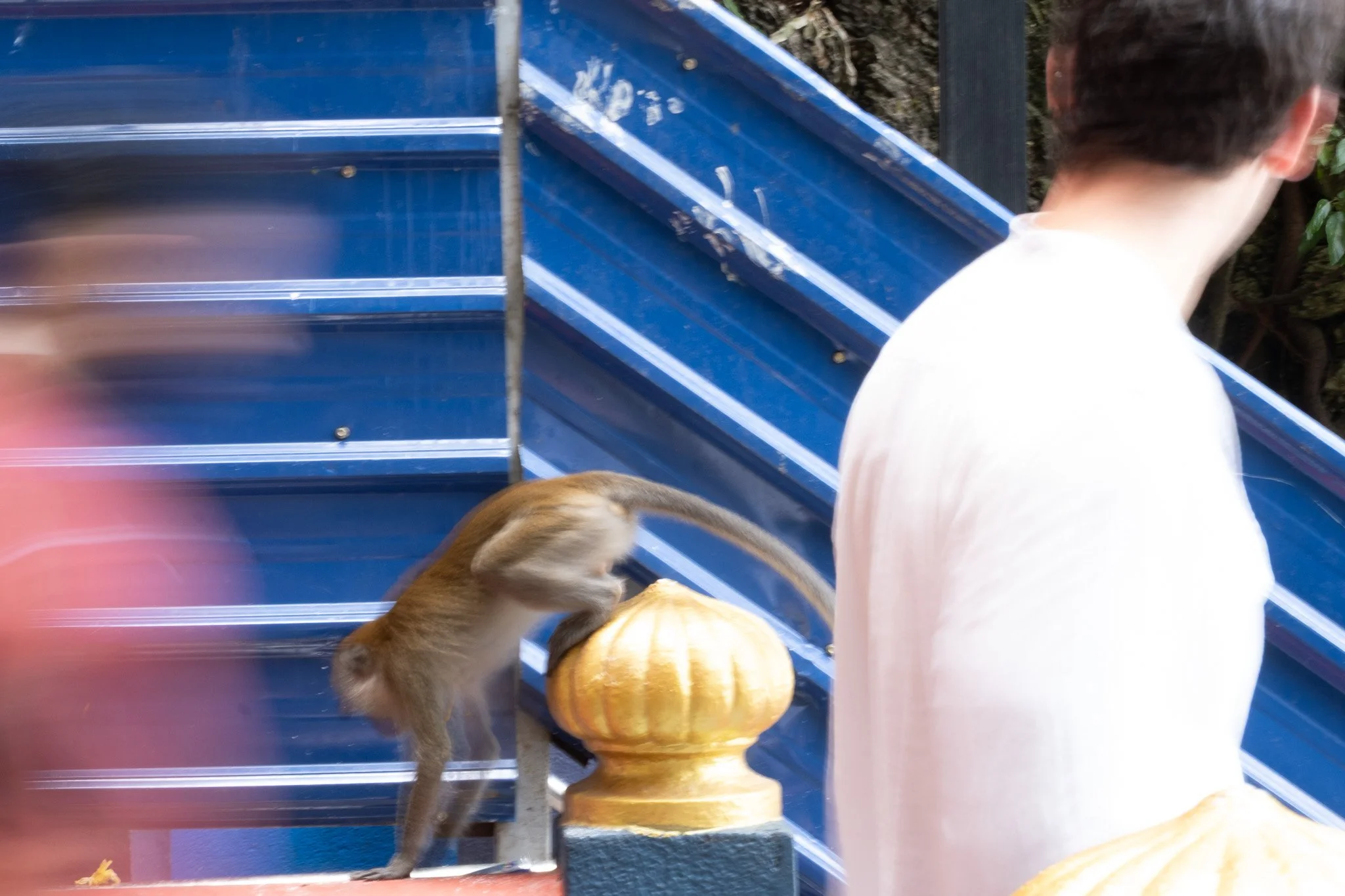 Religious devotees and tourists are at constant interface with long-tailed macaques at Batu Caves