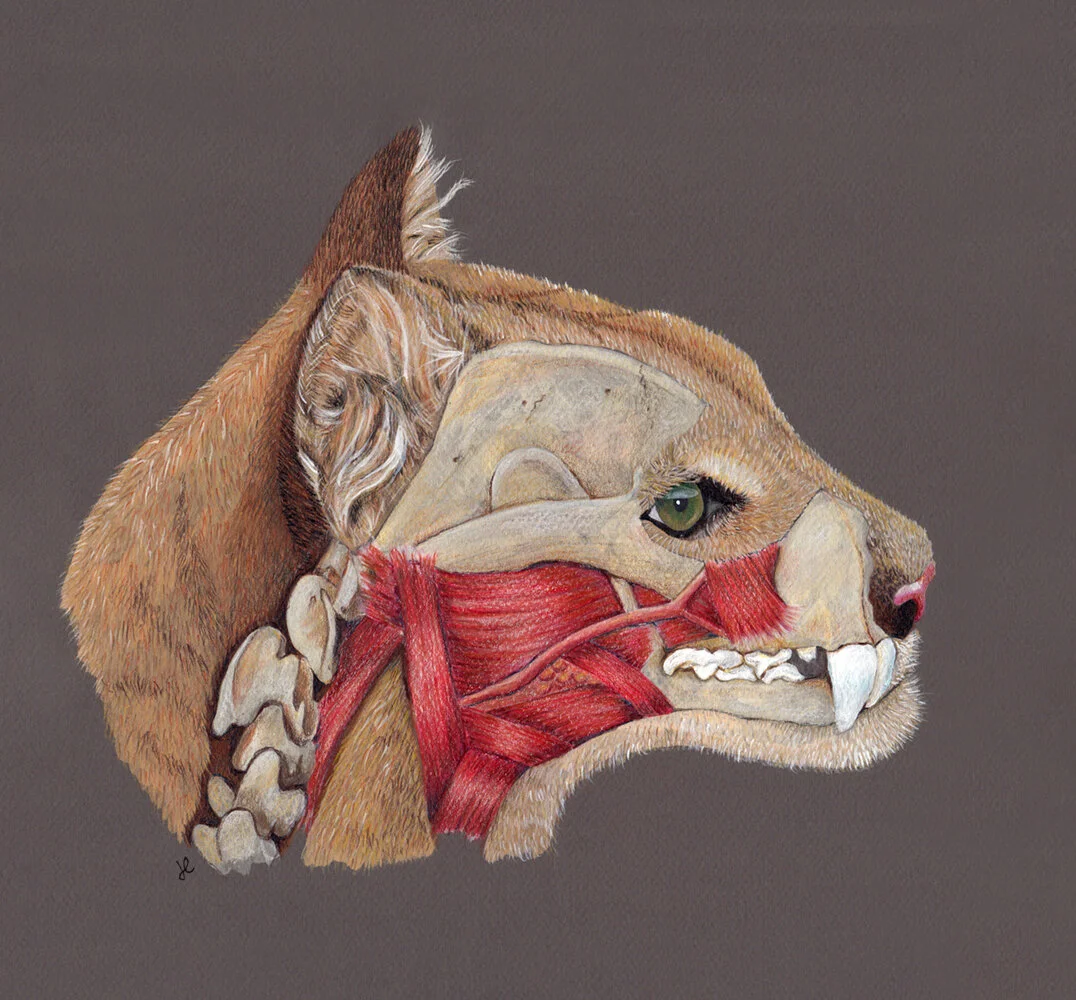cougar-comp.jpeg