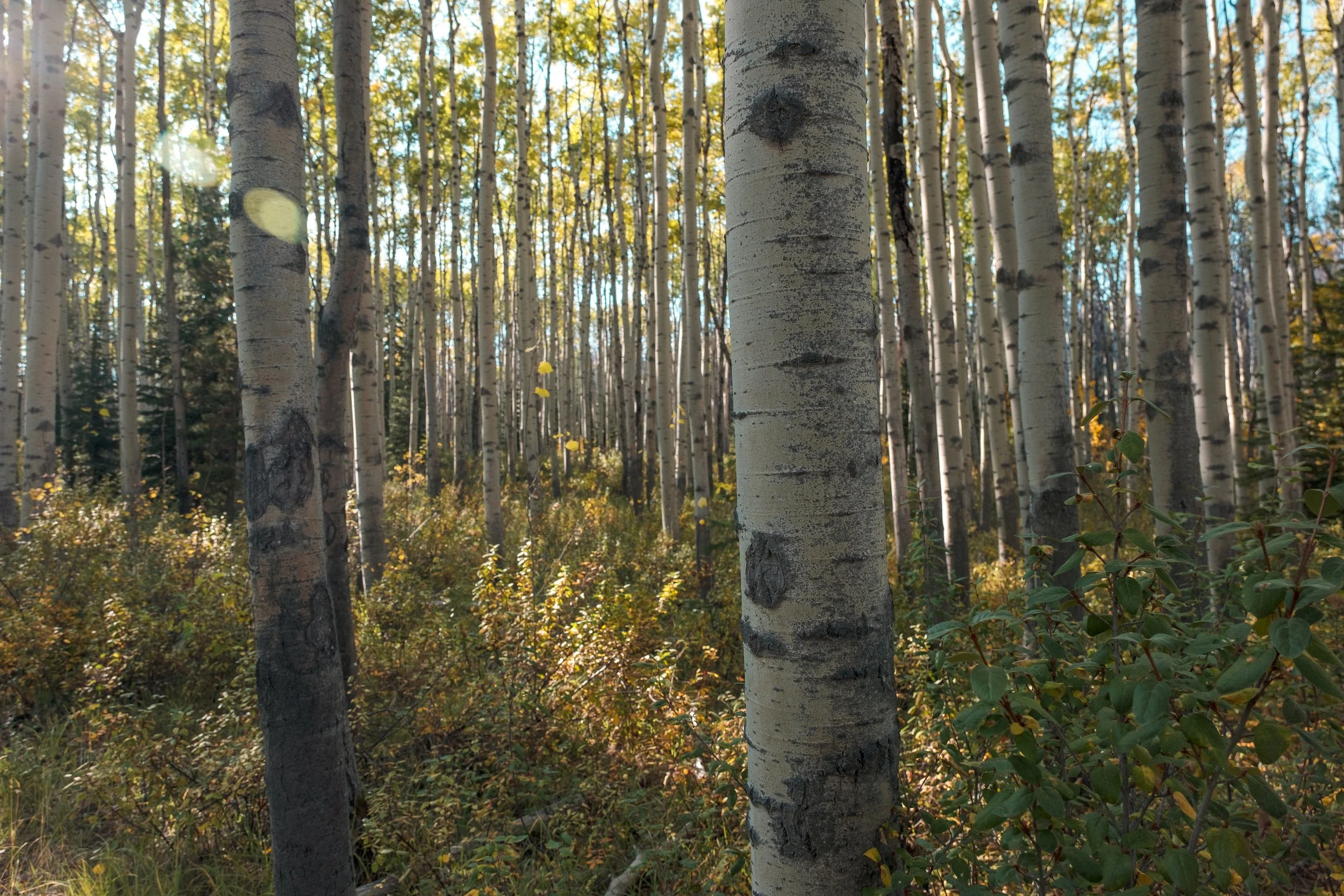 Northern Forest-2.jpg