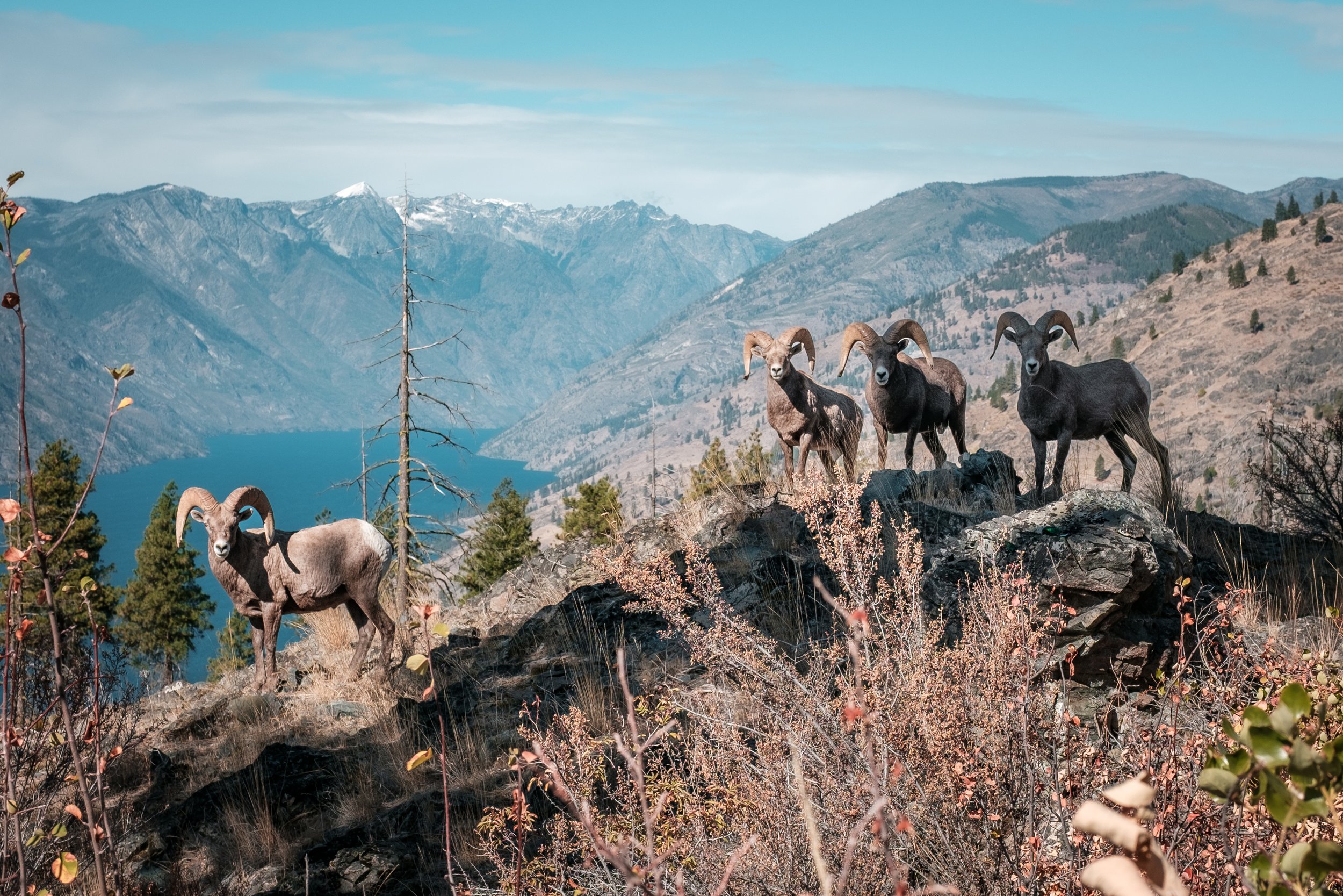 Bighorn Group.jpg