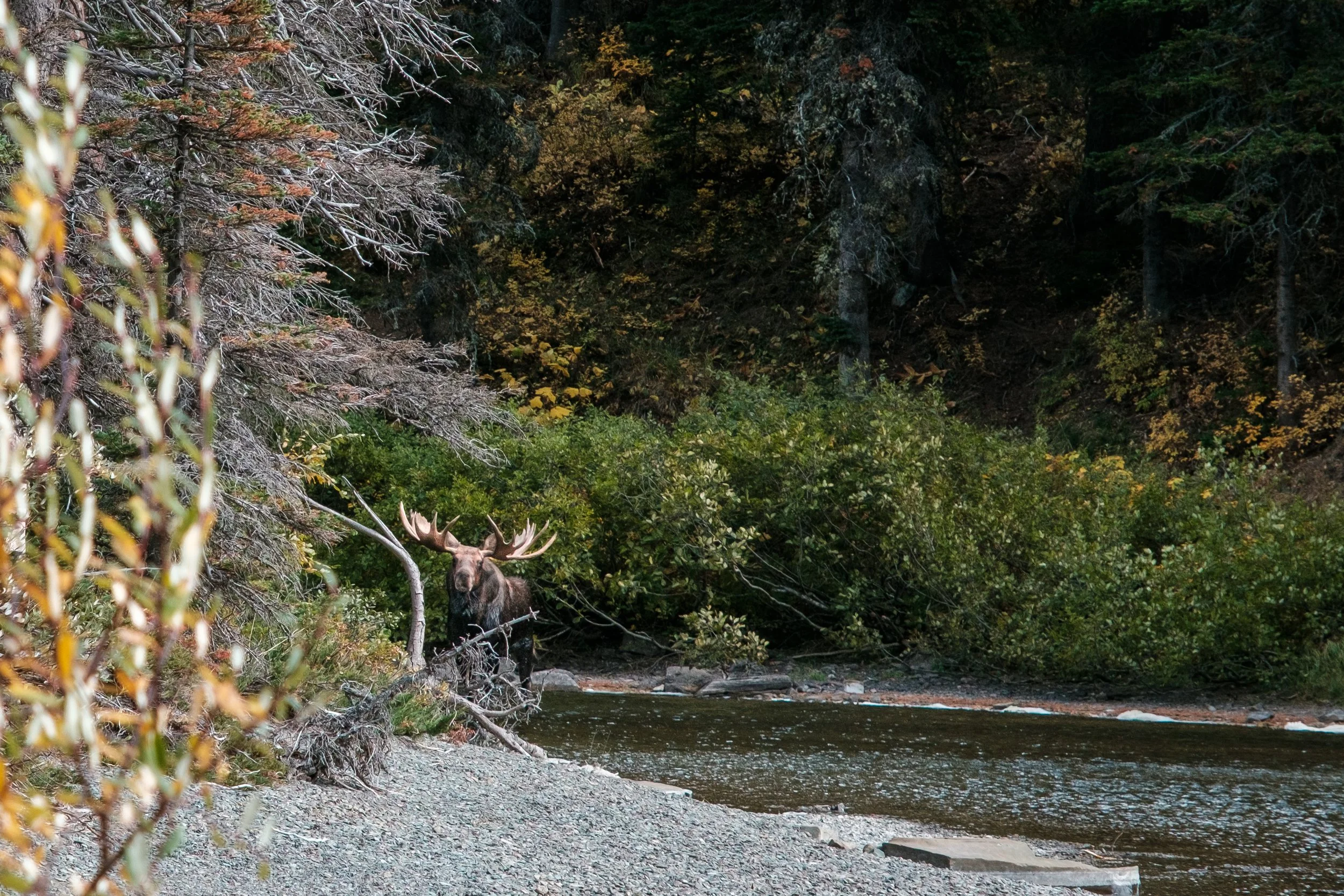 Moose.jpg