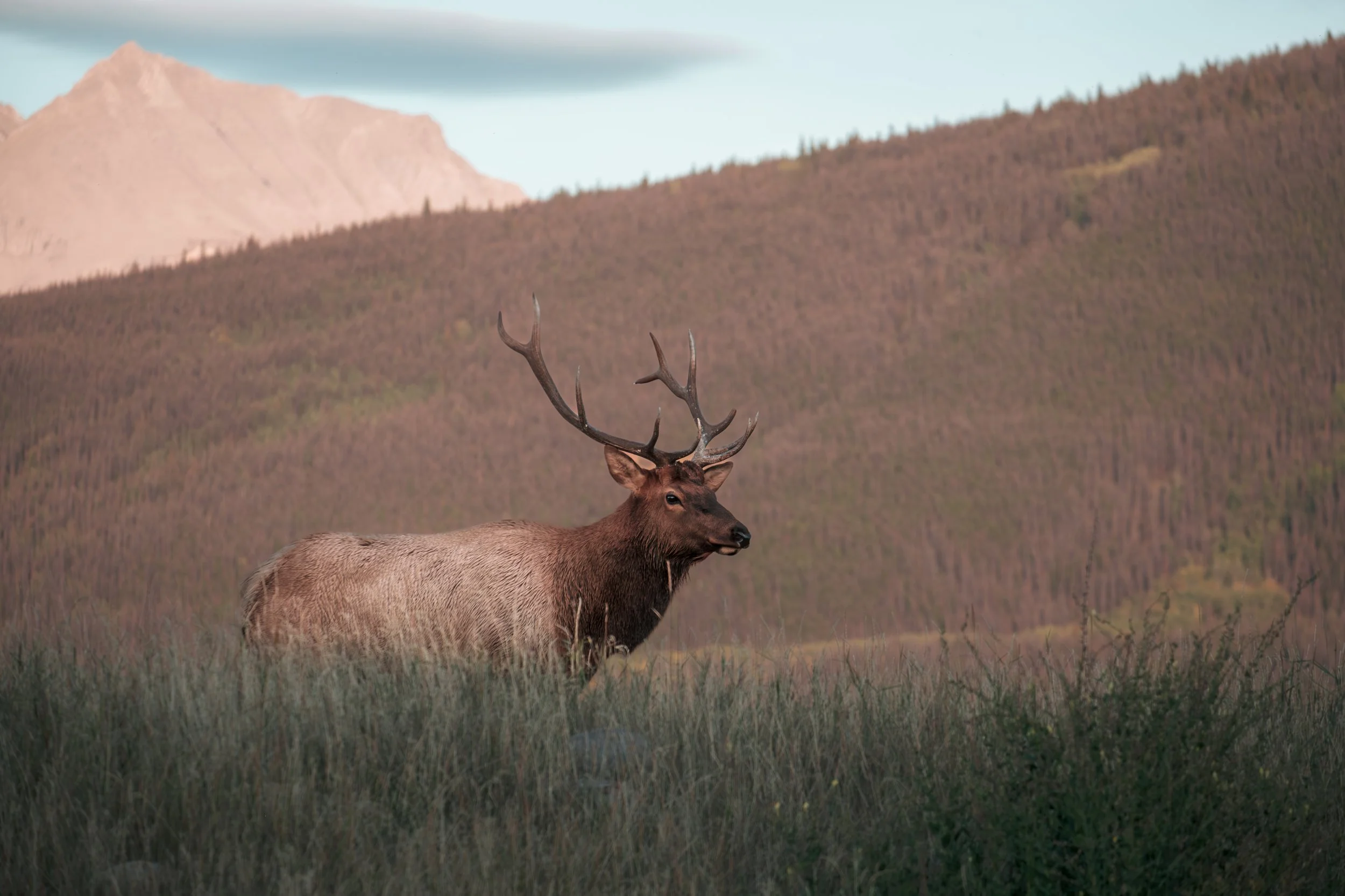 Elk.jpg