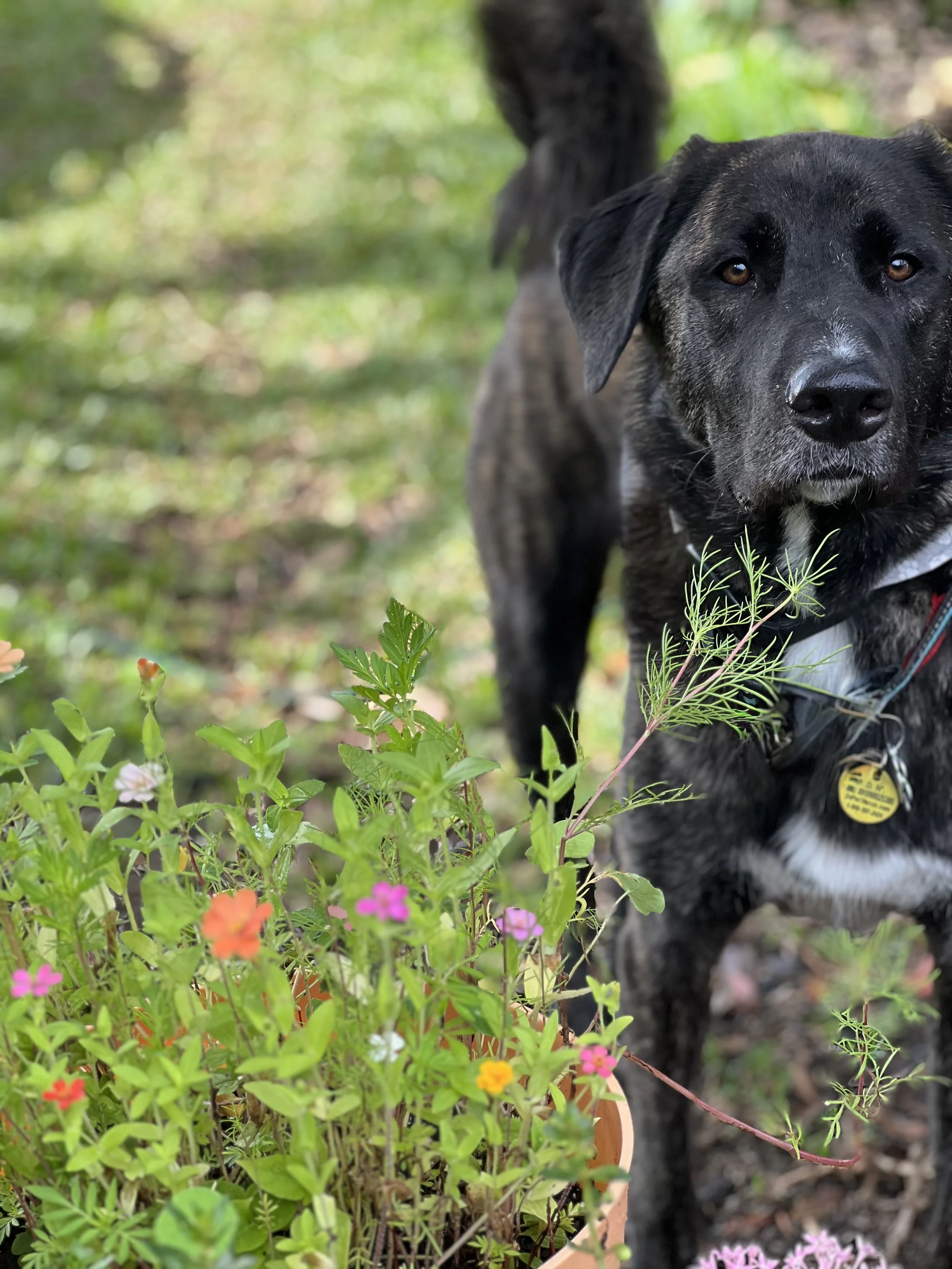 Something to bark about