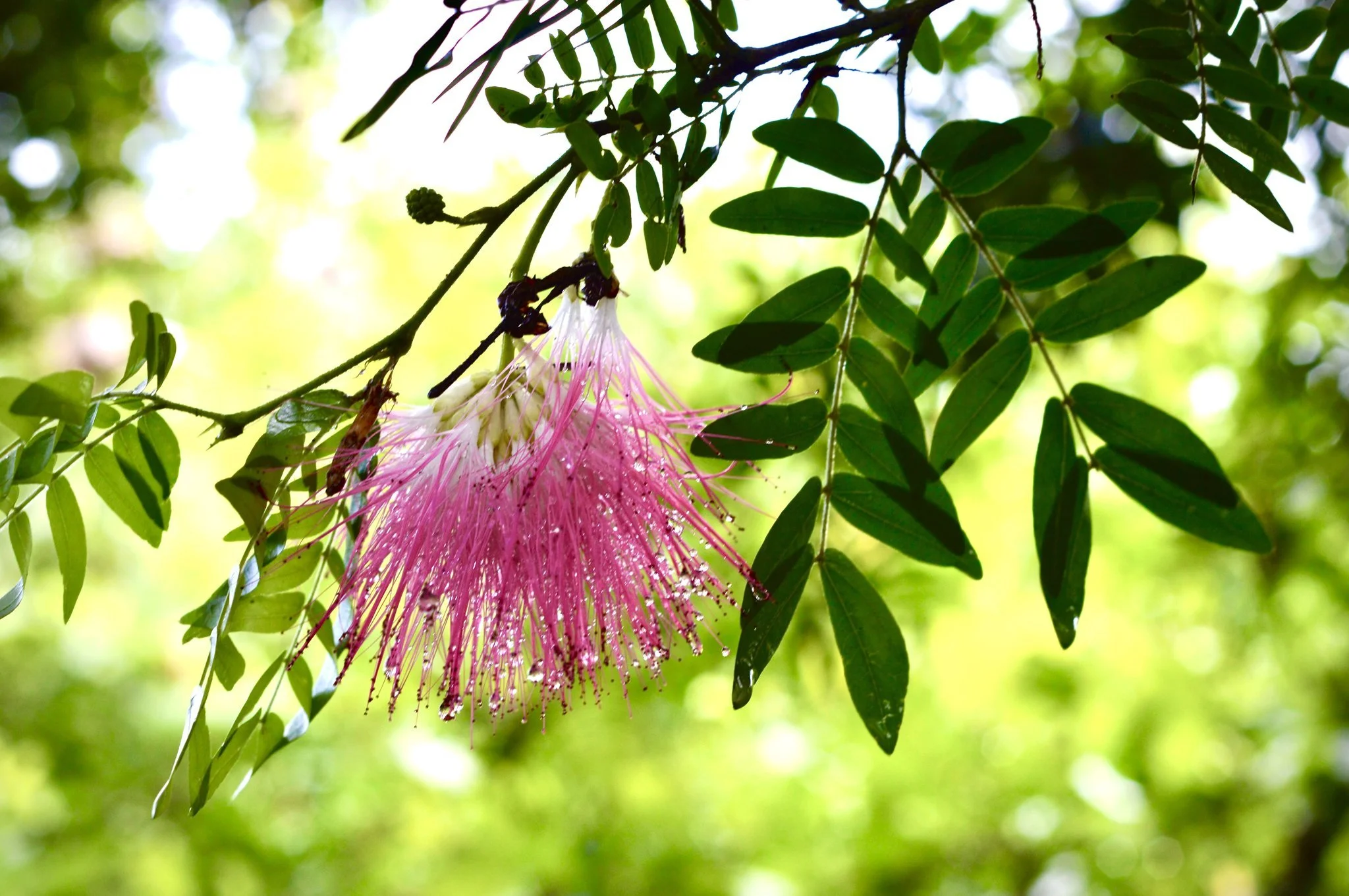 Invaders! What makes a species invasive? 