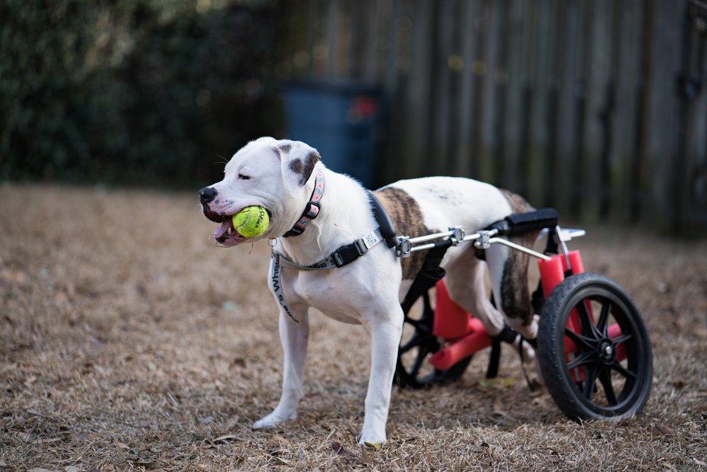 Savannah Pet Sitters LLC Pet Sitter / Dog Walker in Savannah, GA