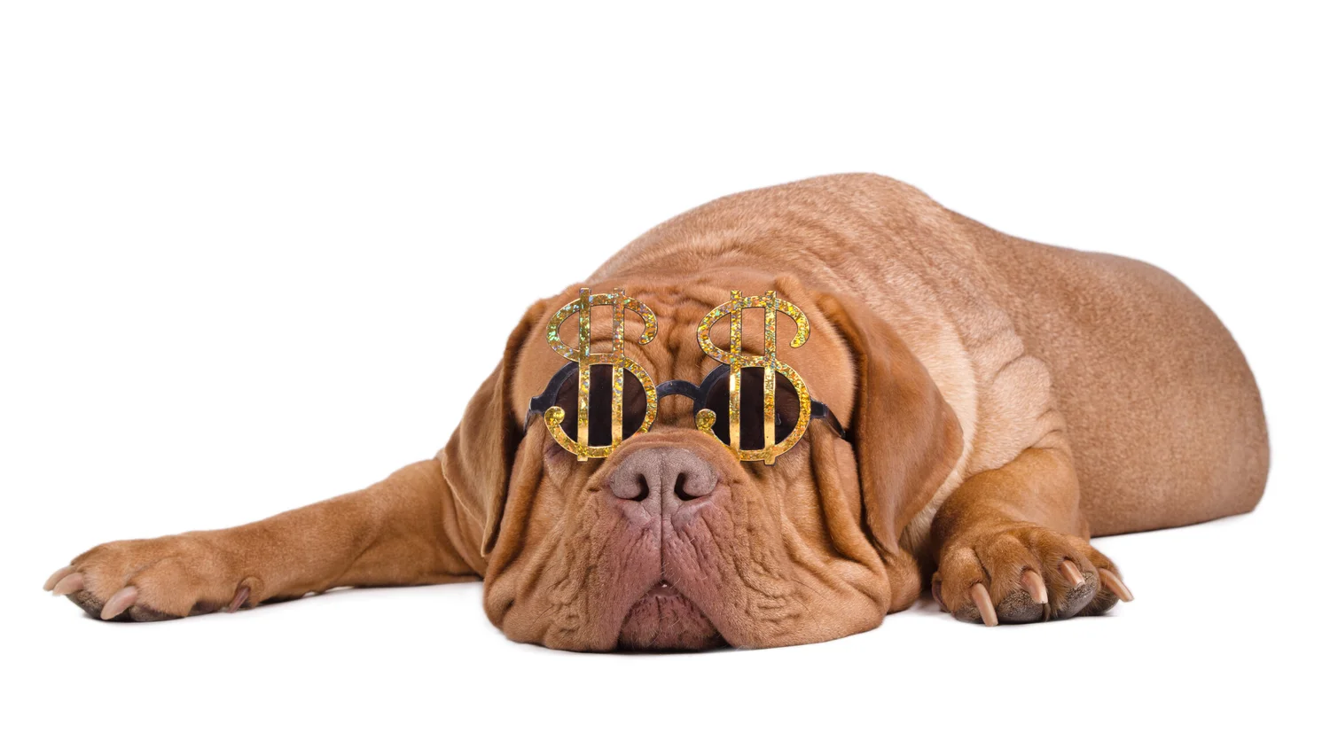 Savannah Pet Sitters LLC Pet Sitter / Dog Walker in Savannah, GA