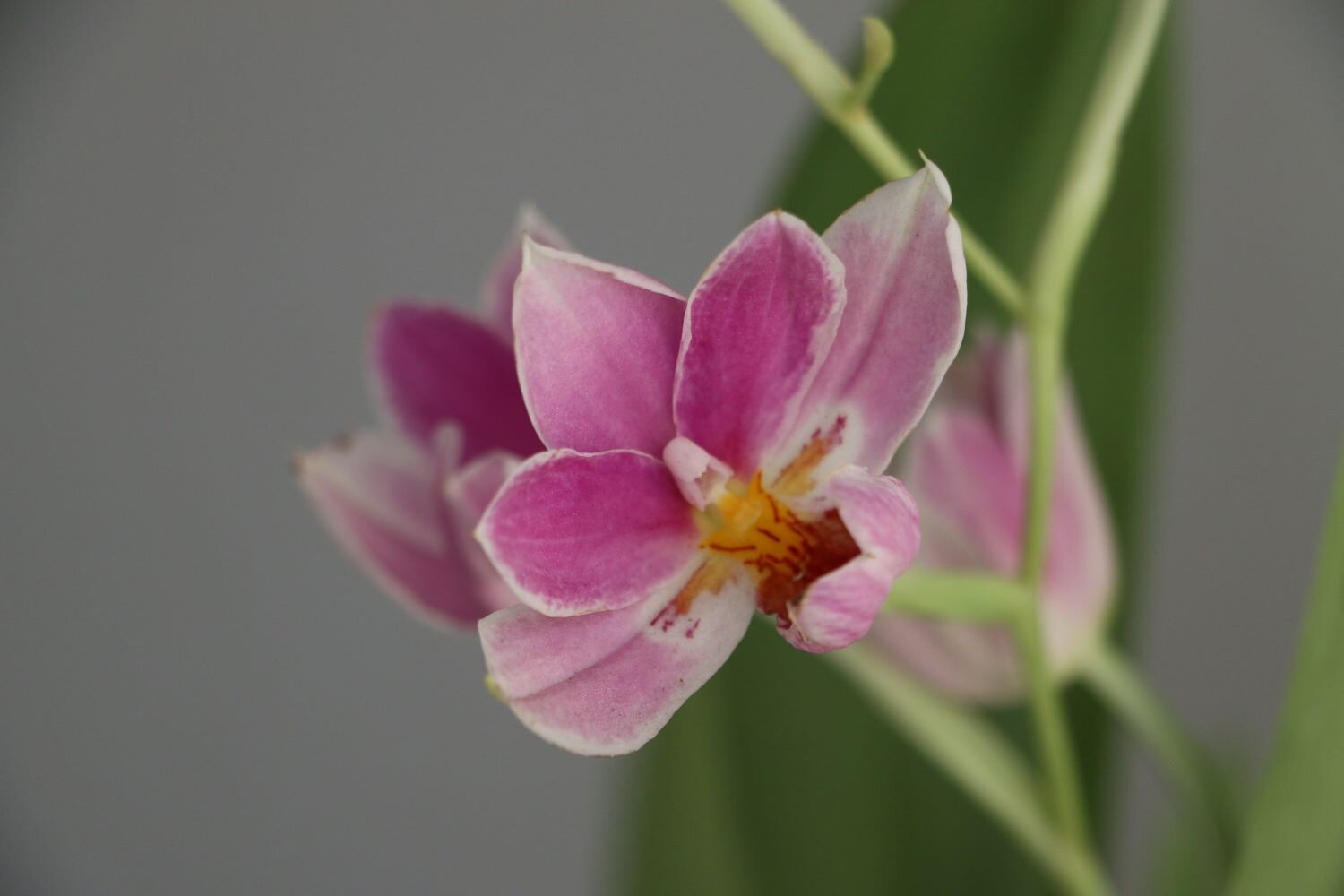 orquidea2zoom.JPG