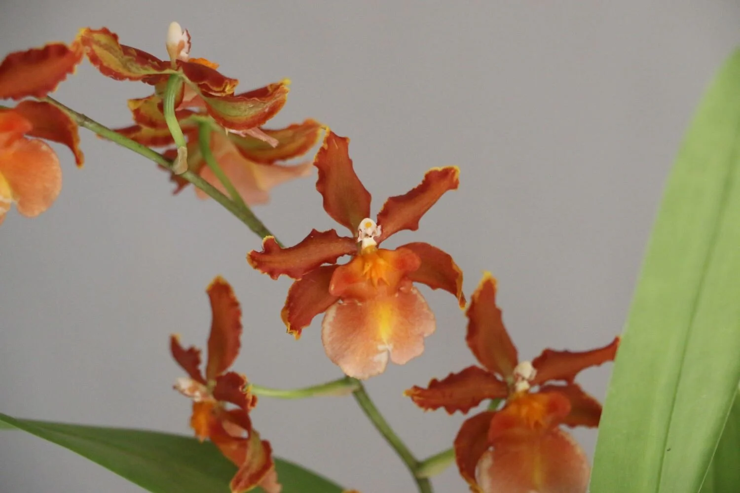 orquidea3zoom2.JPG