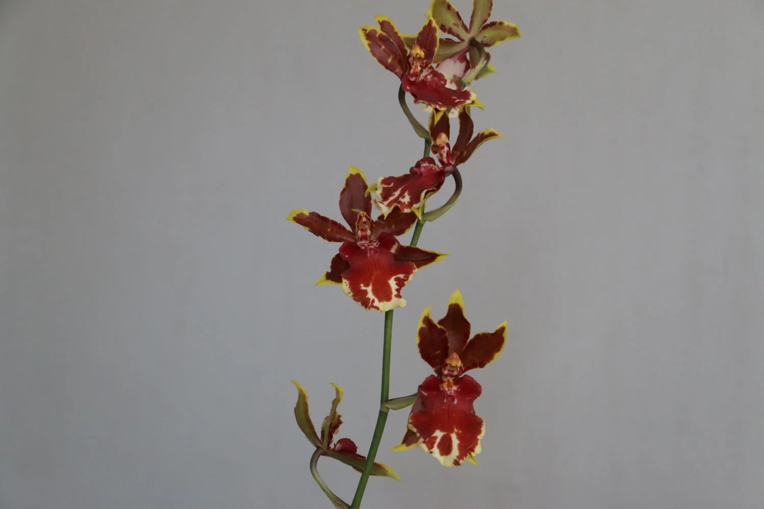 orquidea5zoom.JPG