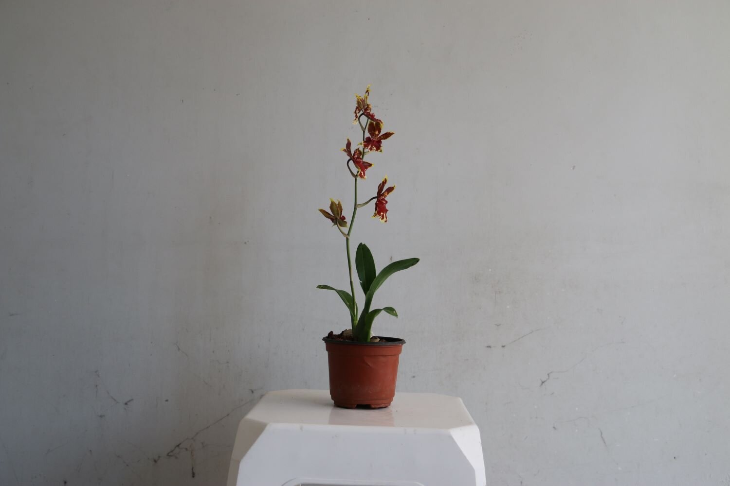 orquidea5.JPG