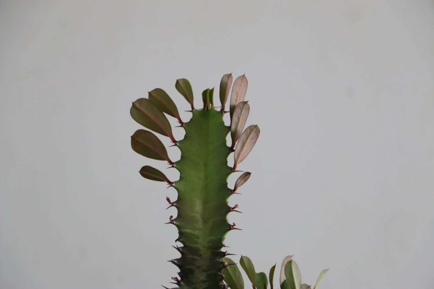 euphorbia trigona.JPG