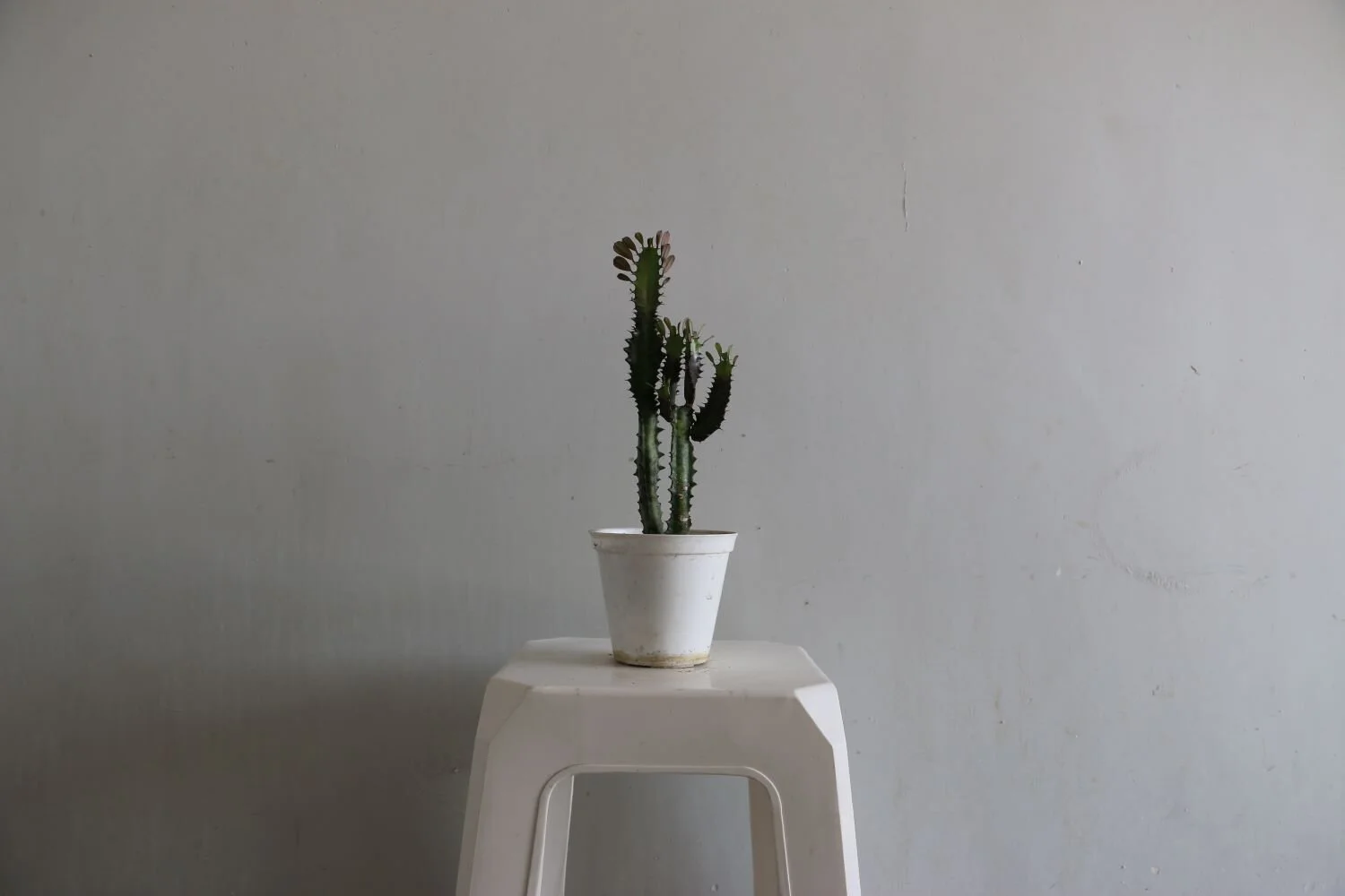 euphorbia trigona completa.JPG