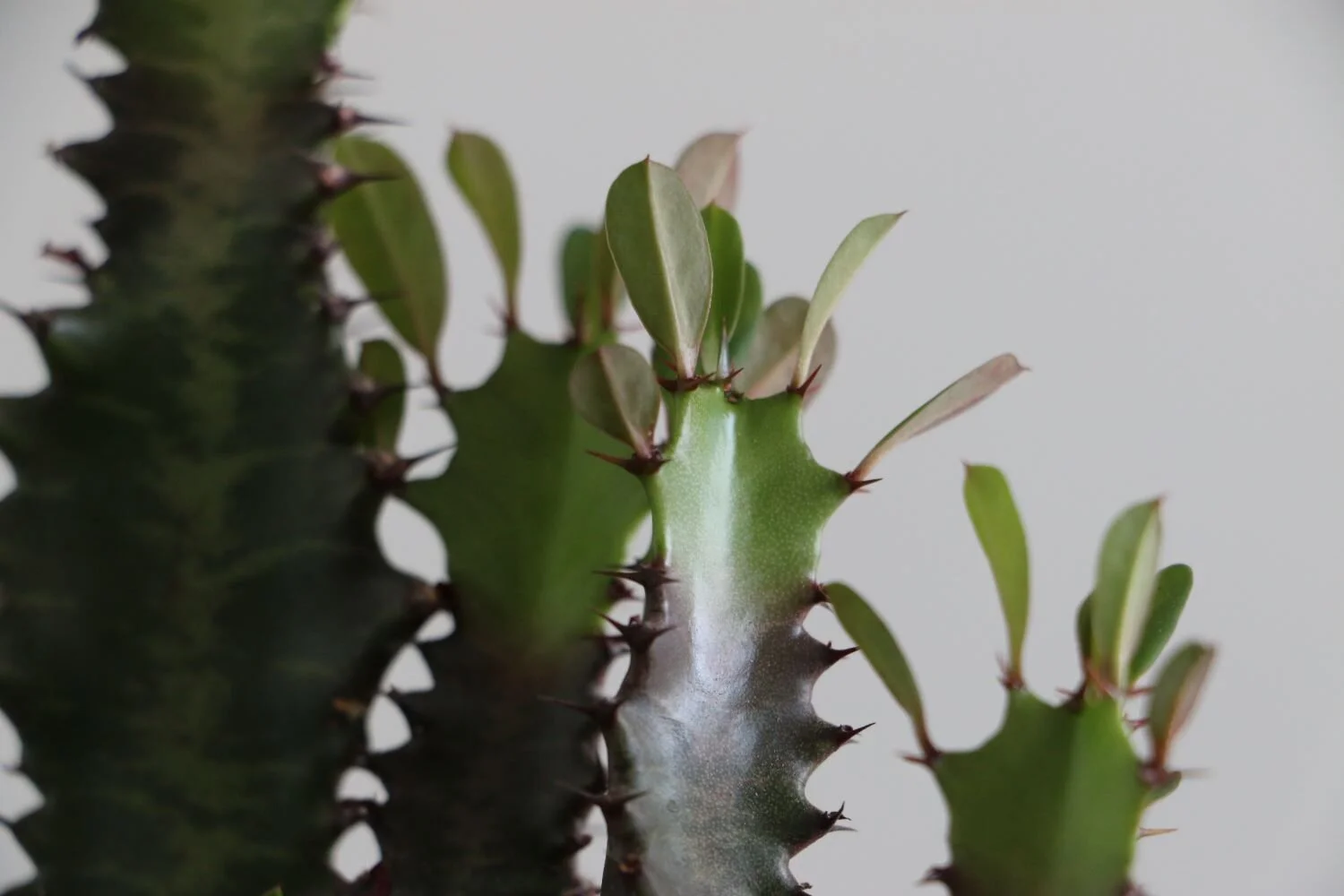 euphorbia trigona zoom.JPG