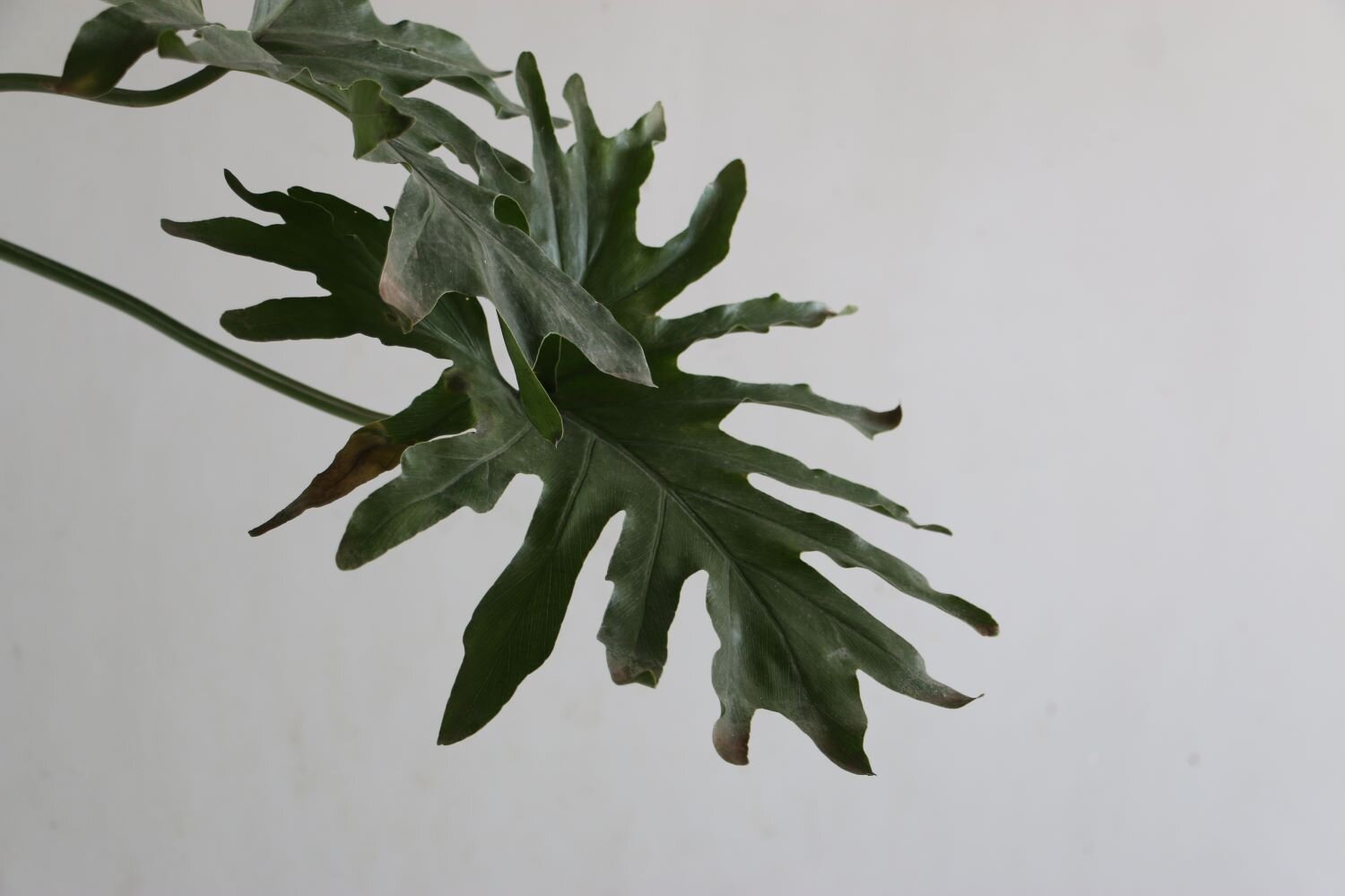 filodendro garra de leon.JPG