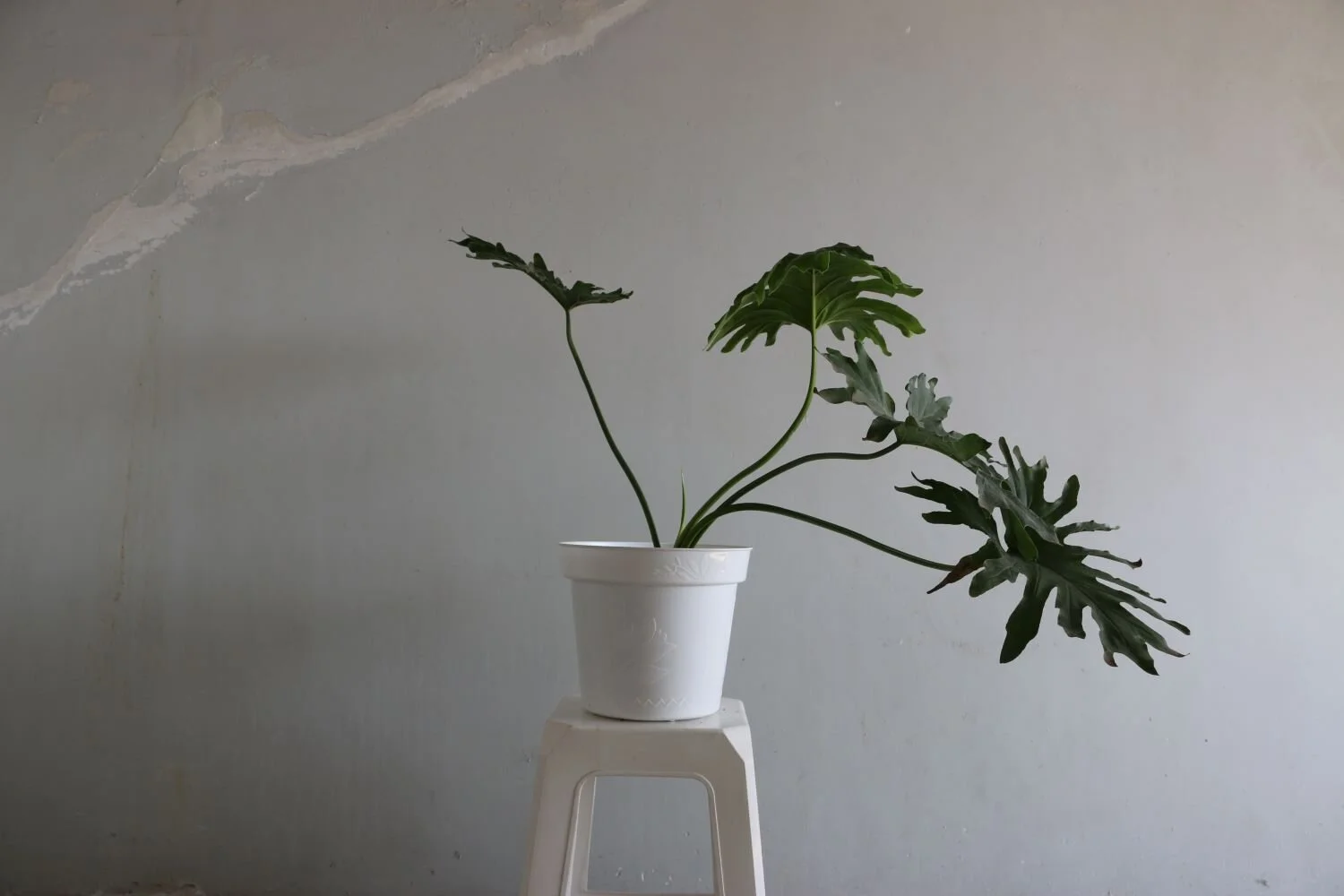 filodedro garra de leon completo.JPG