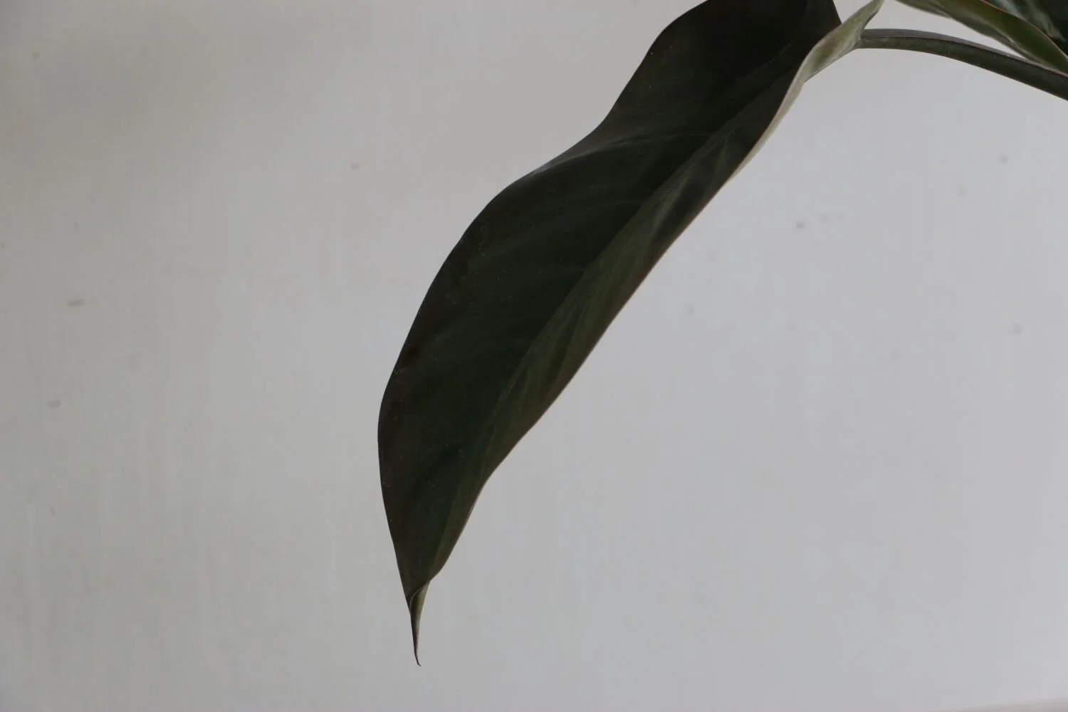 filodendro congo rojo zoom.JPG