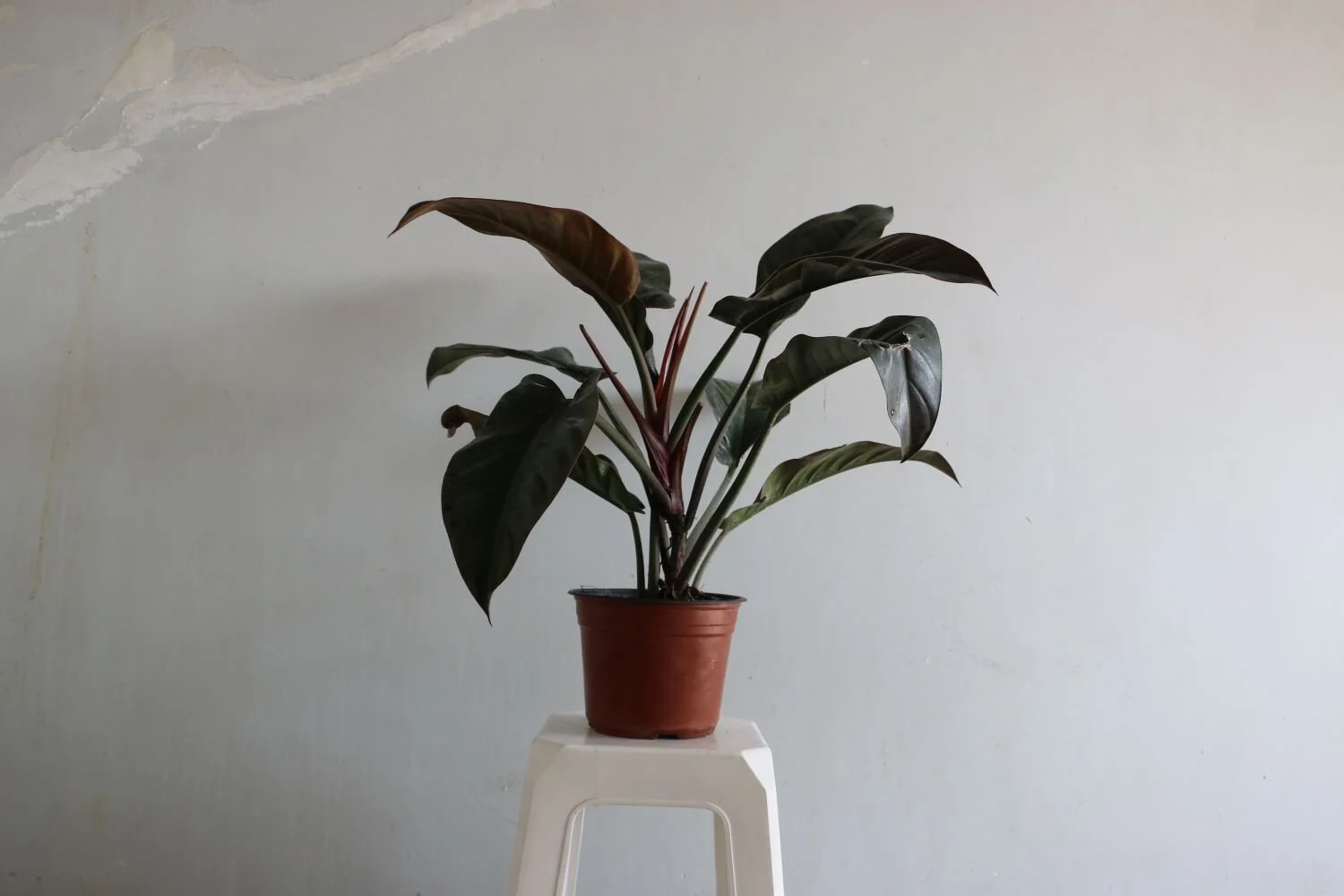 filodendo congo rojo.JPG