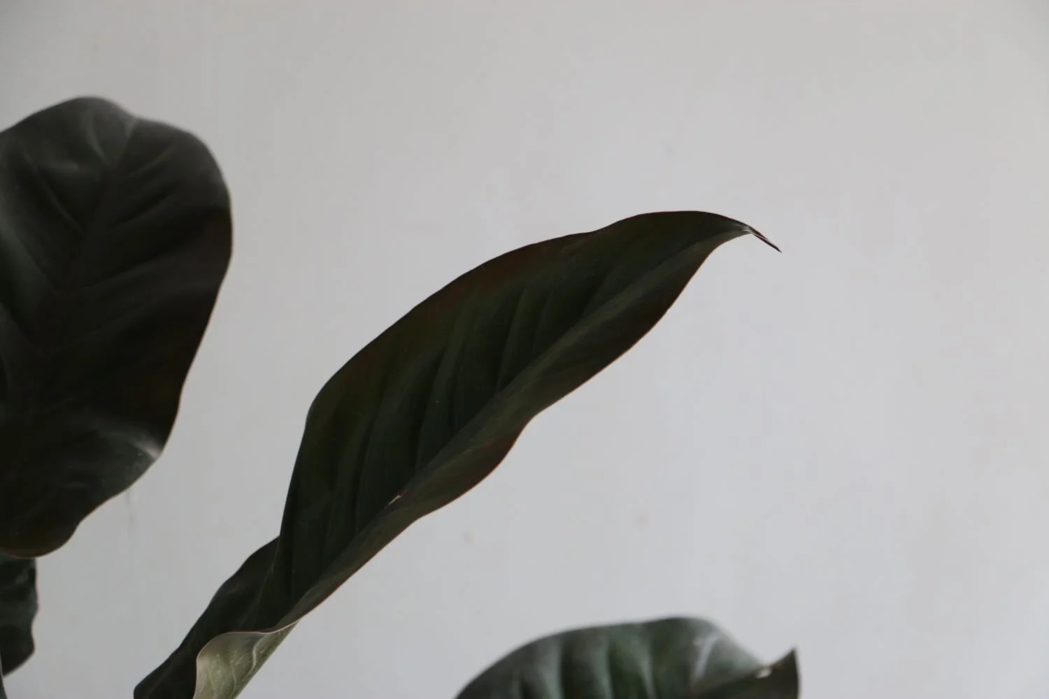 filodendro condo rojo zoom2.JPG