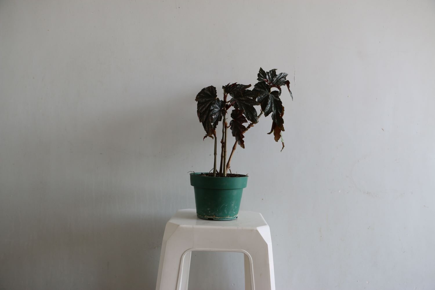 begoniaaladeangel .JPG