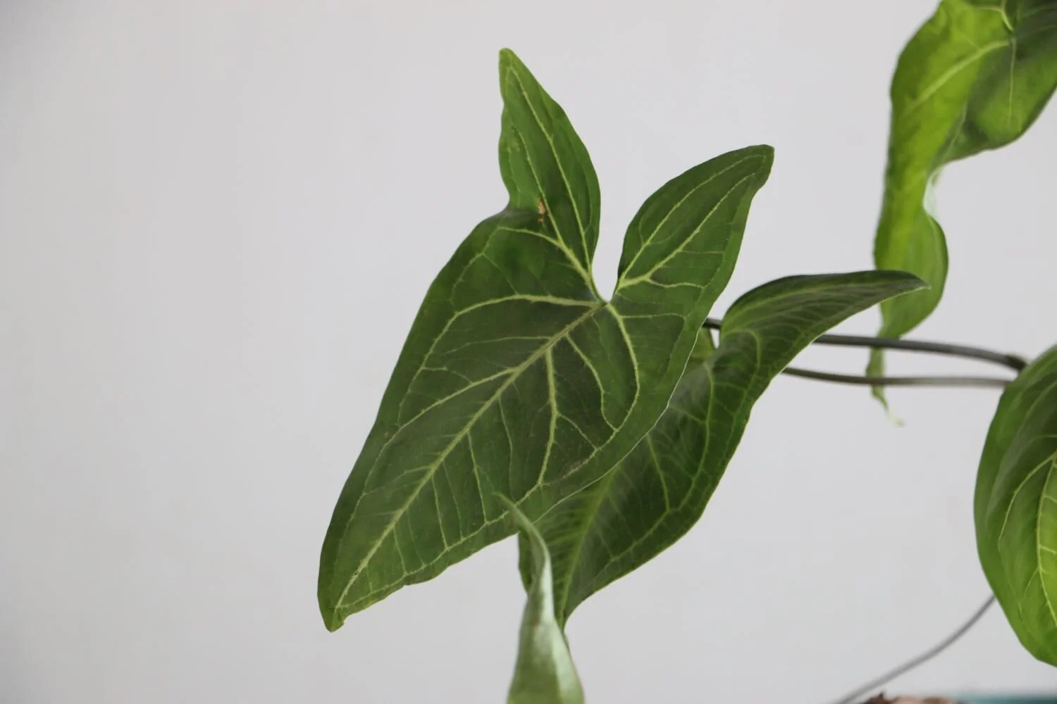 Syngonium podophyllum 