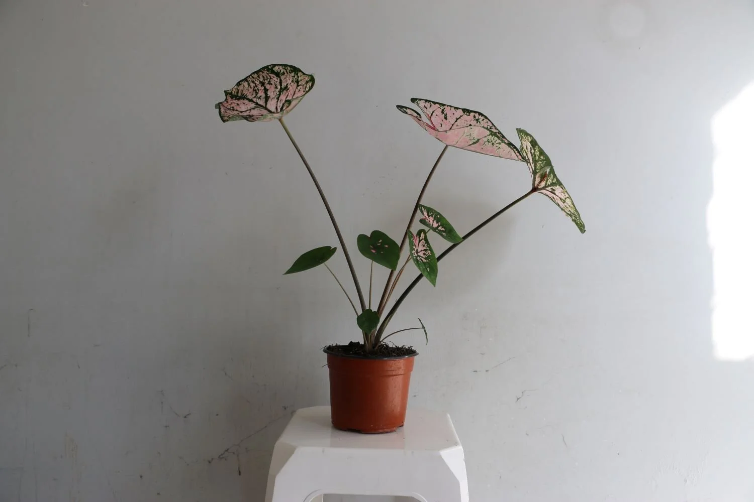 begonia rosa completa.JPG