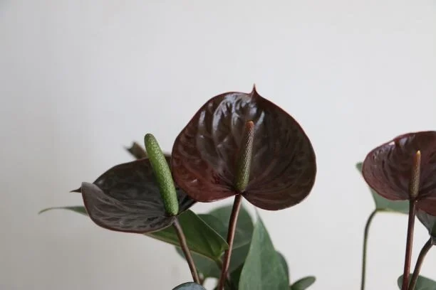 ANTHURIUM ANDREANUM ZOOM2.JPG