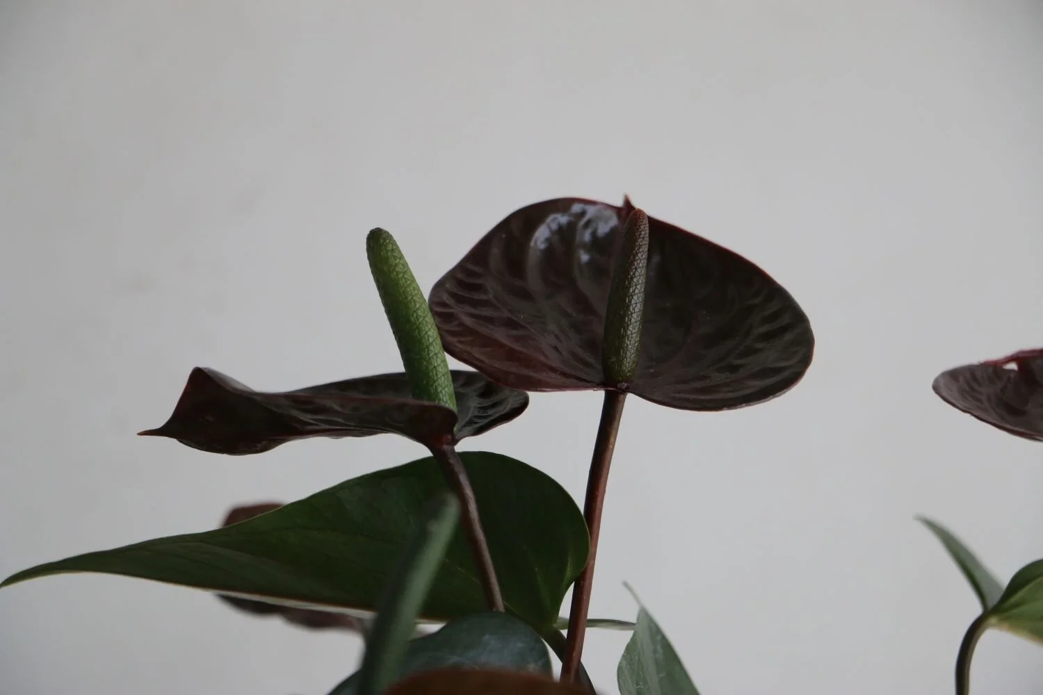 ANTHURIUM ANDREANUM ZOOM.JPG