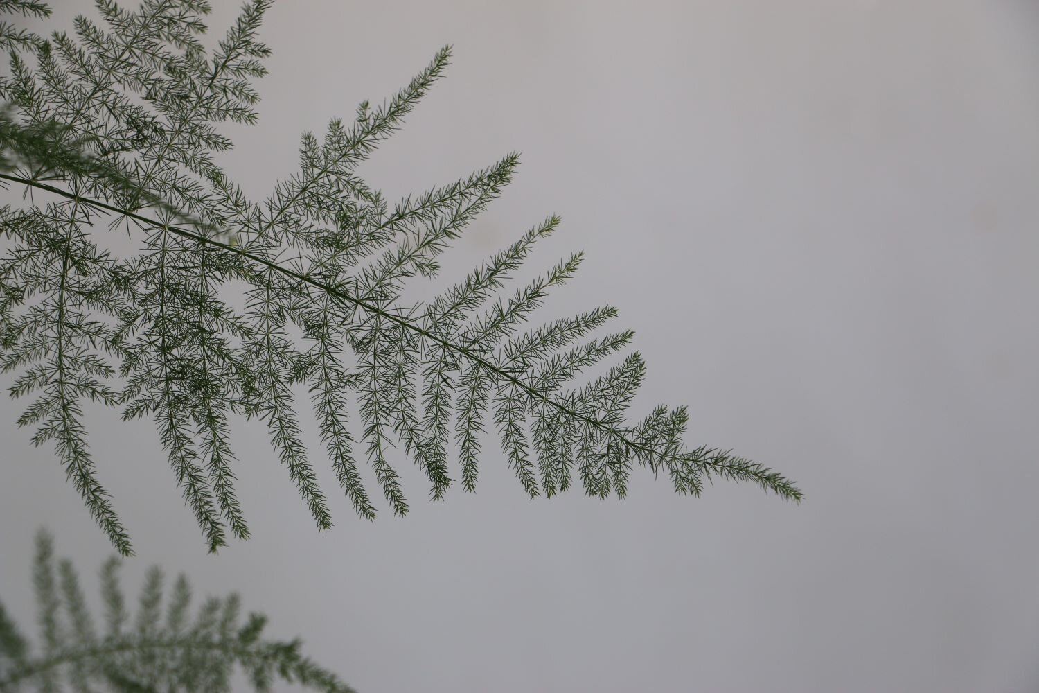 helecho plumosos3.JPG