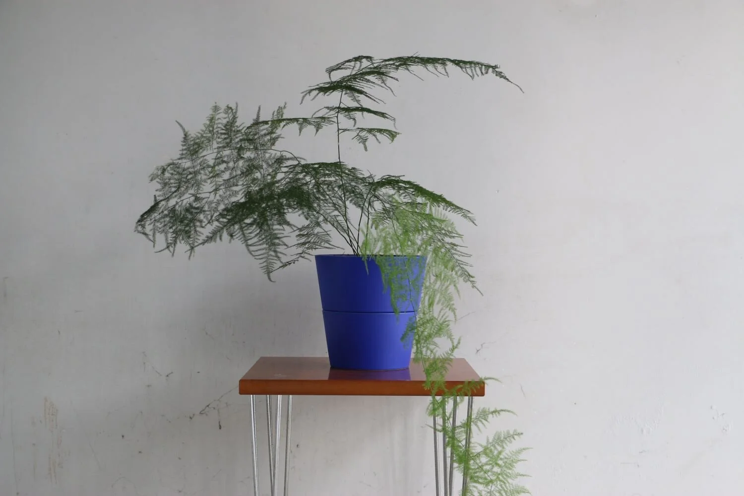 guillerina-cobalto-helechoplumoso-oficina.JPG
