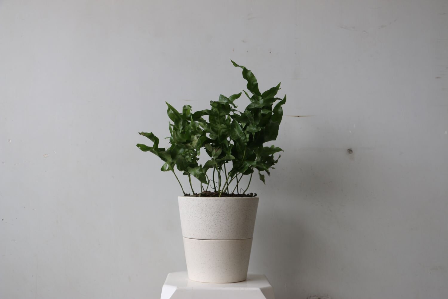 guillermina blanco mate helecho.JPG