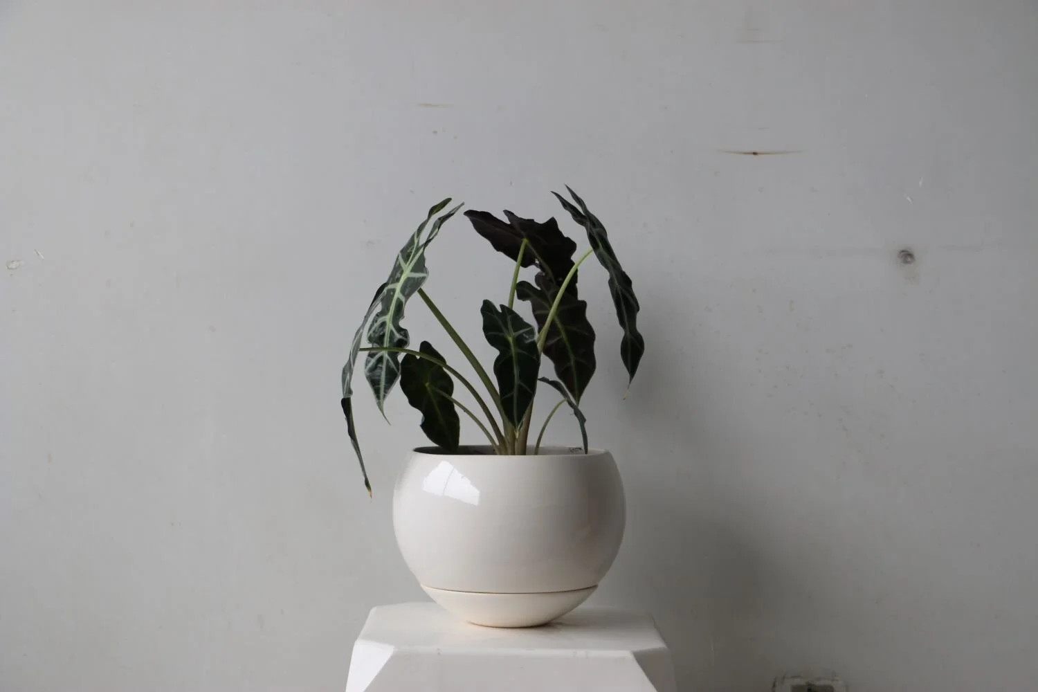 Maceta Carmen blanco brilloso alocasia 2.JPG