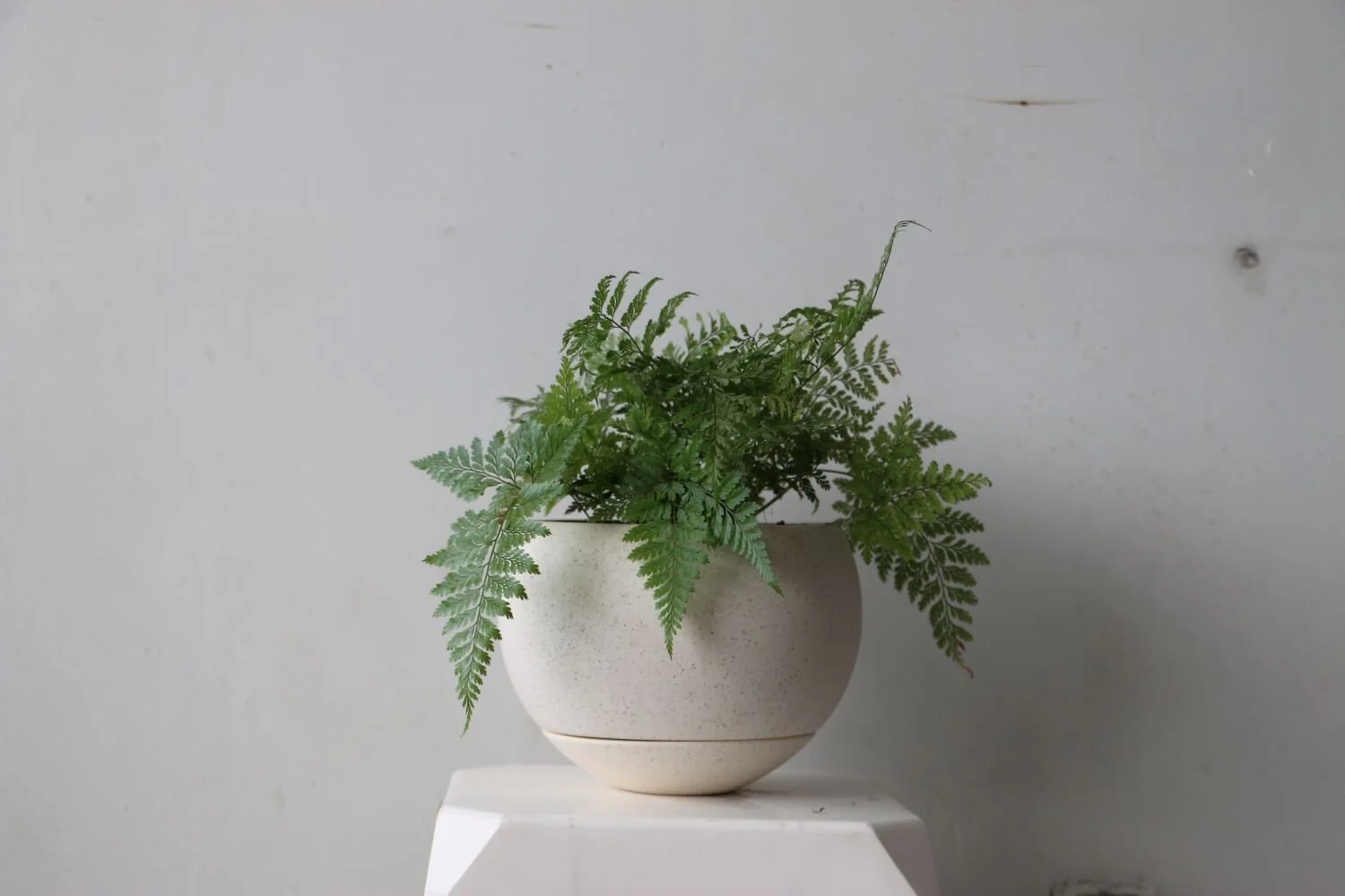 Maceta Carmen blanco mate helecho.JPG