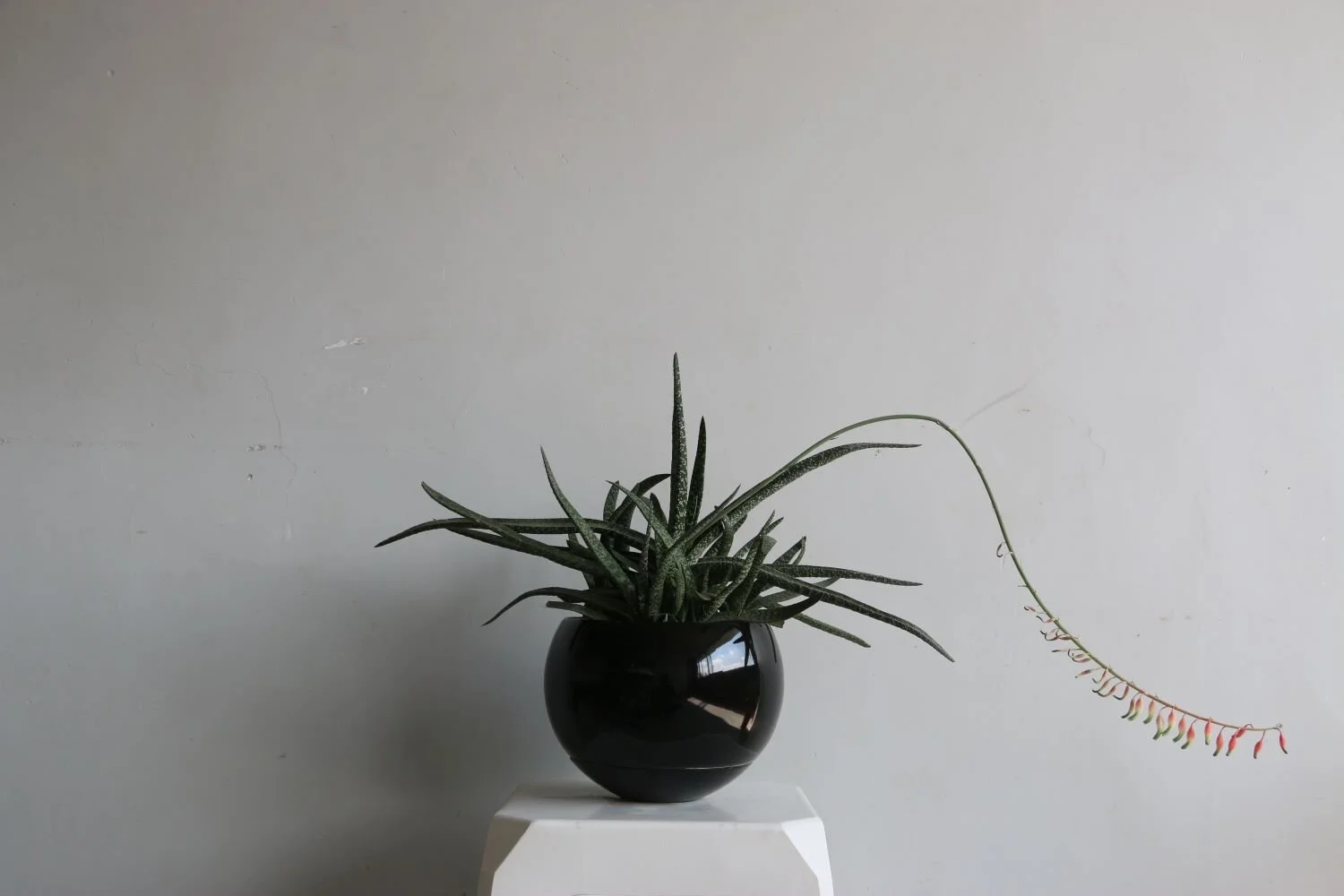 maceta carmen negro brilloso agave.JPG