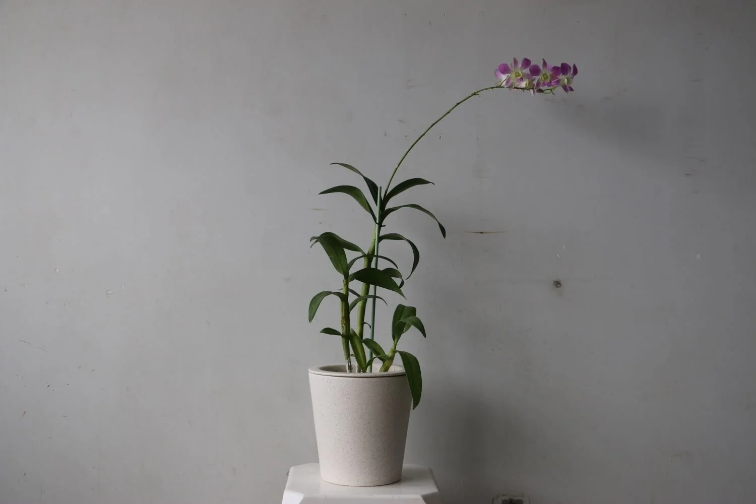 eugenia blanca orquidea dendrobium2.JPG