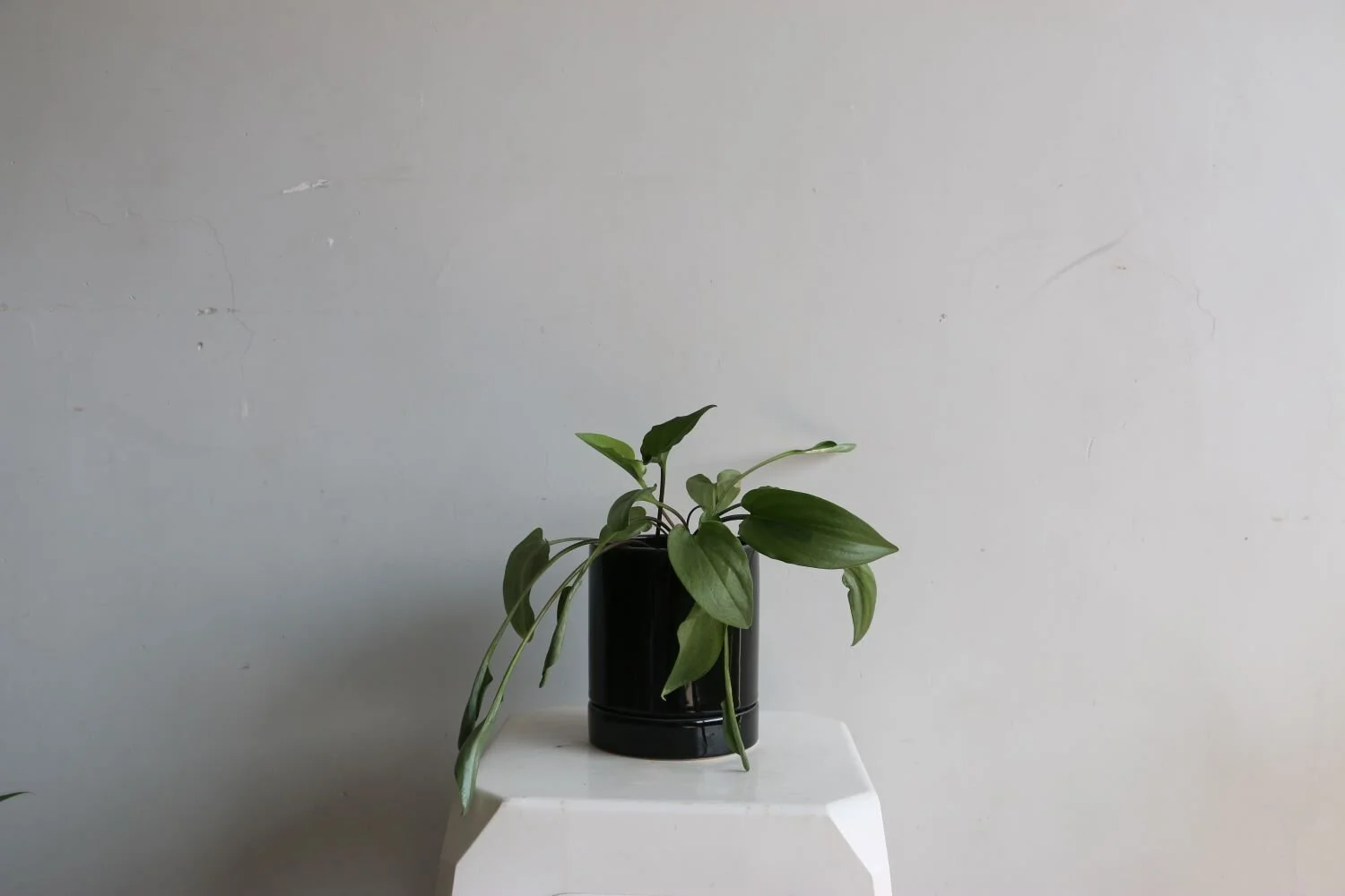 maceta karla negro brillante hojas.JPG