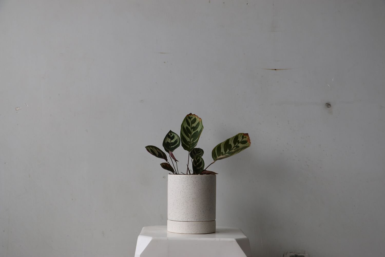 Maceta Karla blanca sapito2.JPG