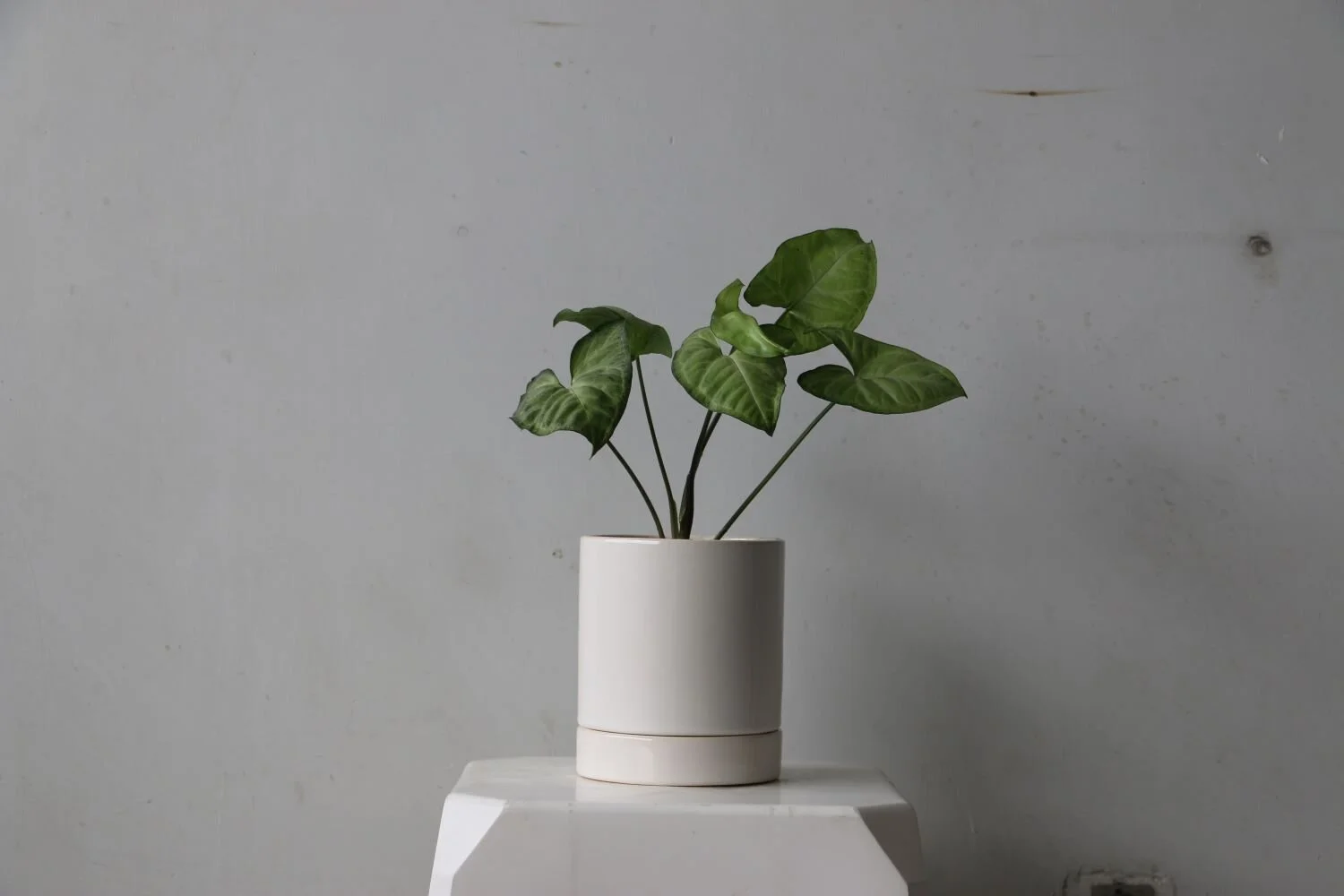 maceta karla blanco brillante singonio.JPG