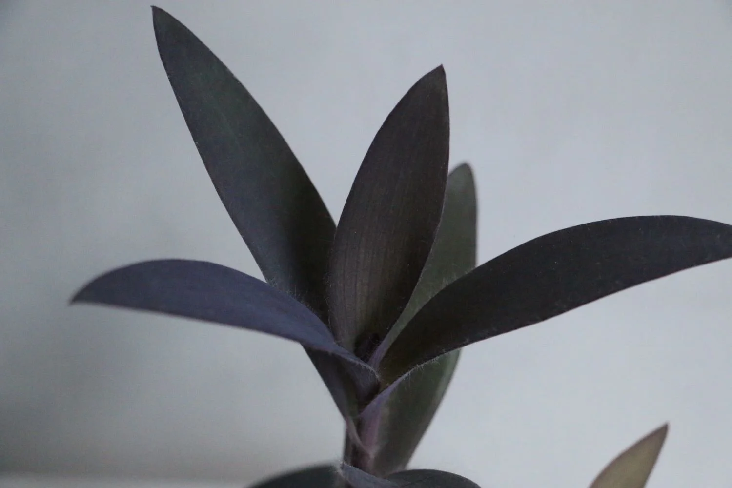 tradescantia palida.JPG