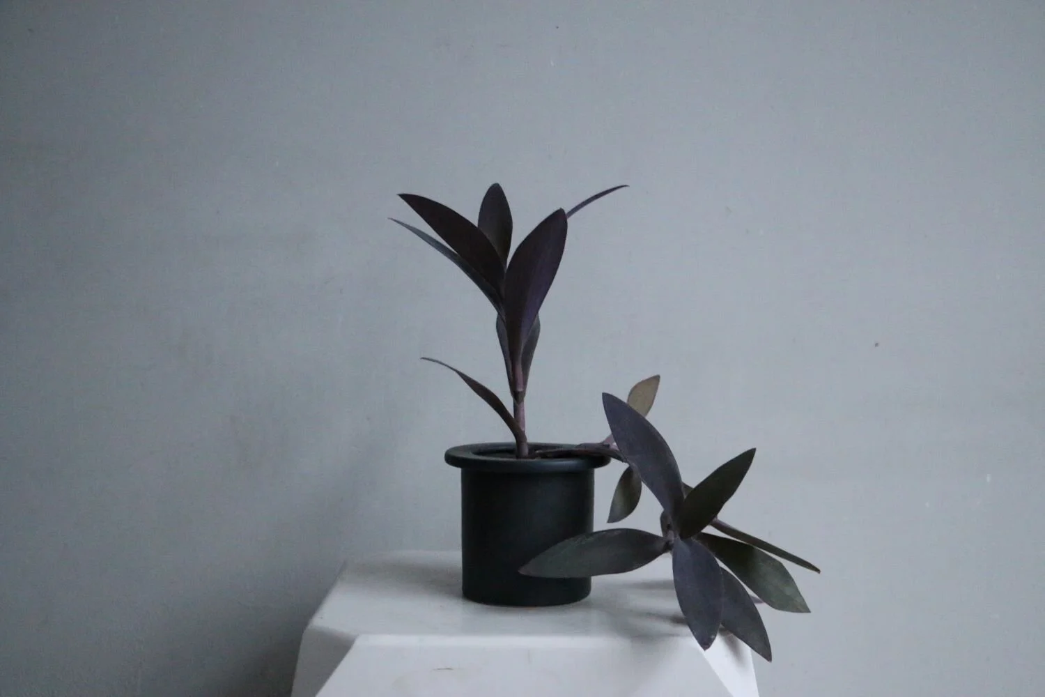 tradesvantia palida2.JPG