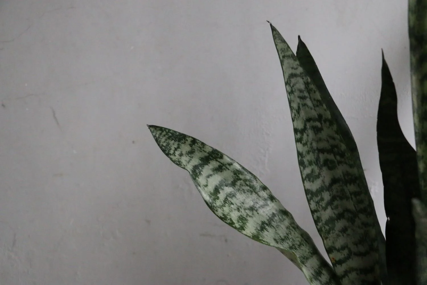 sanseveria verde zoom.JPG