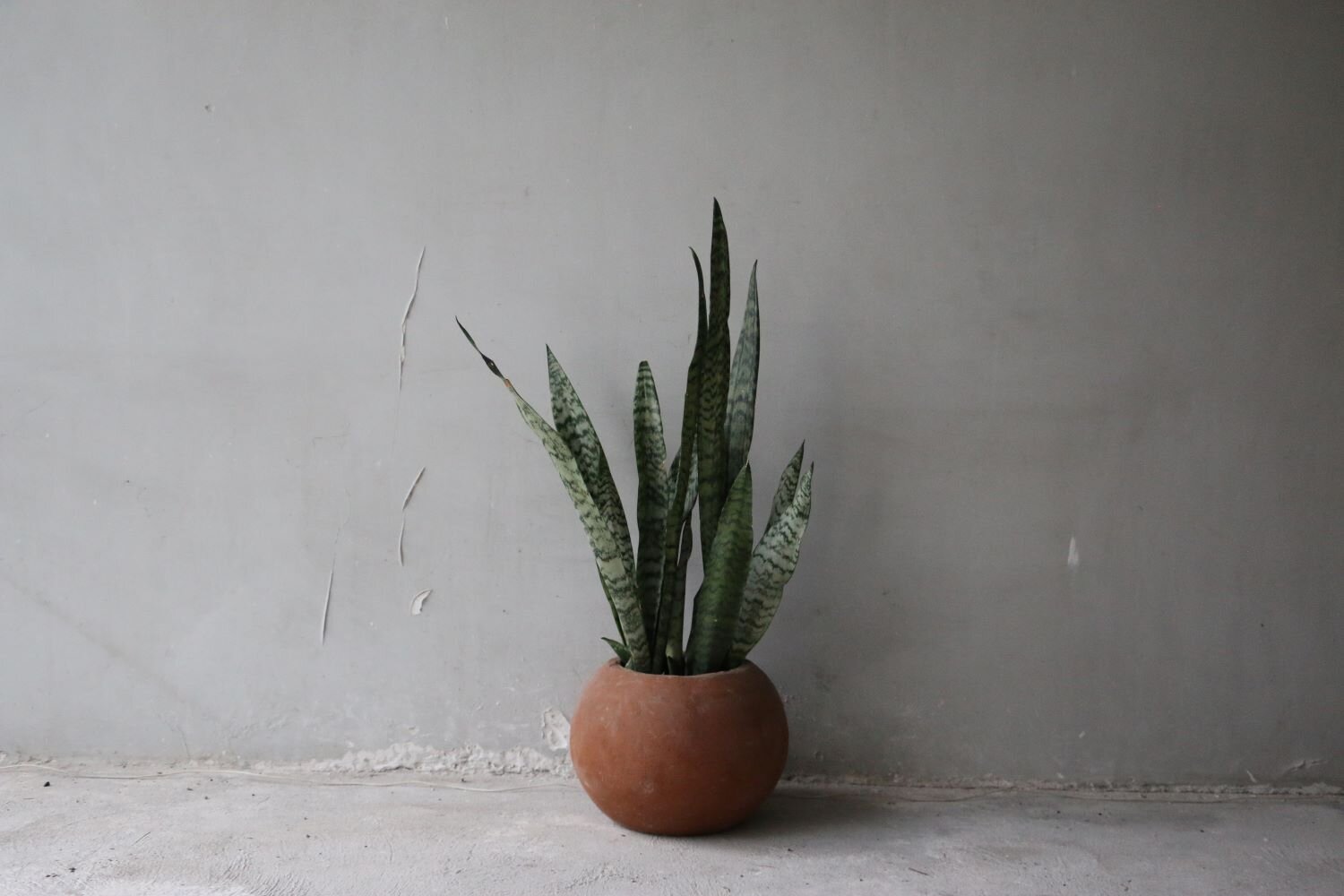 sanseveria verde.JPG