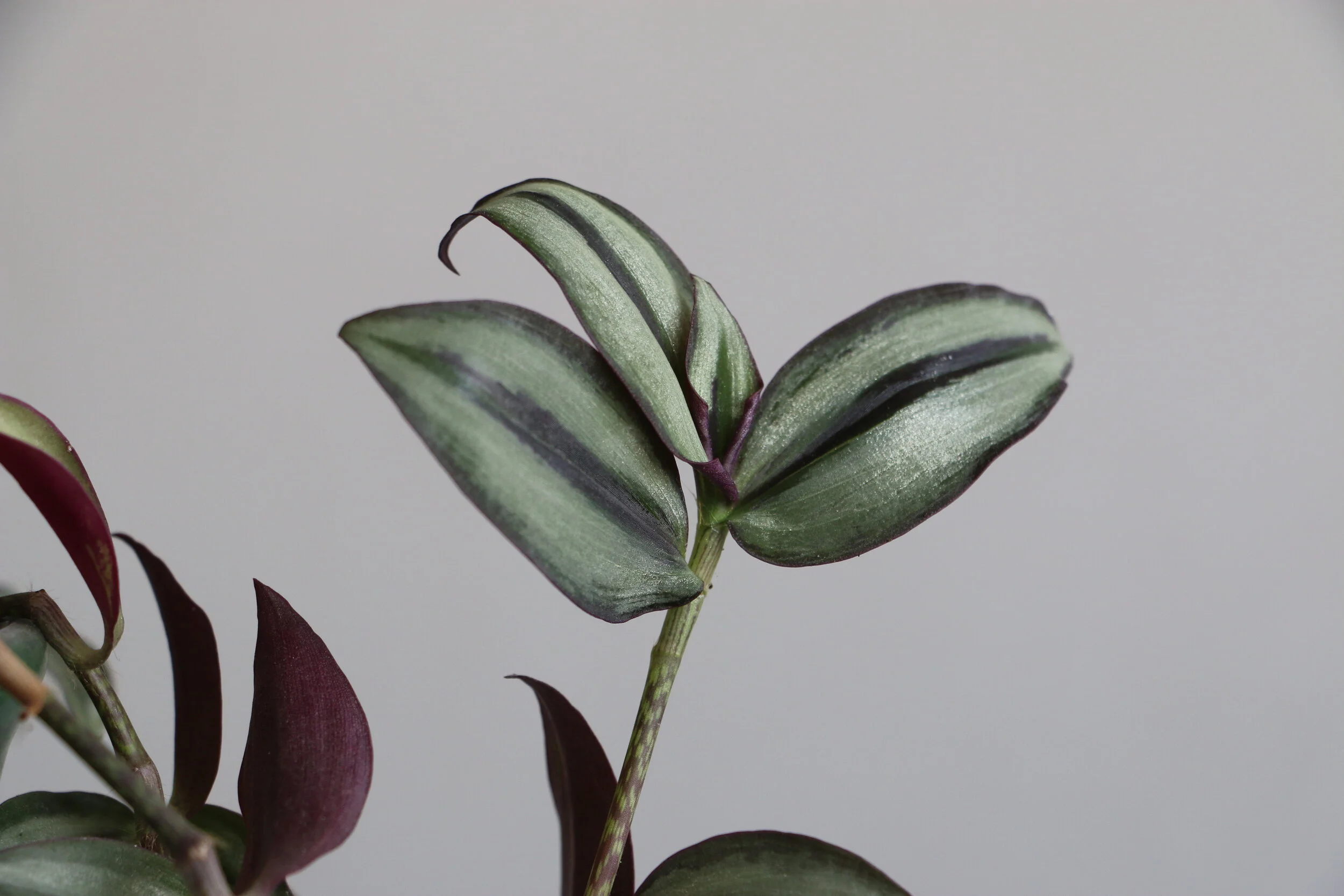 tradescantia3.JPG